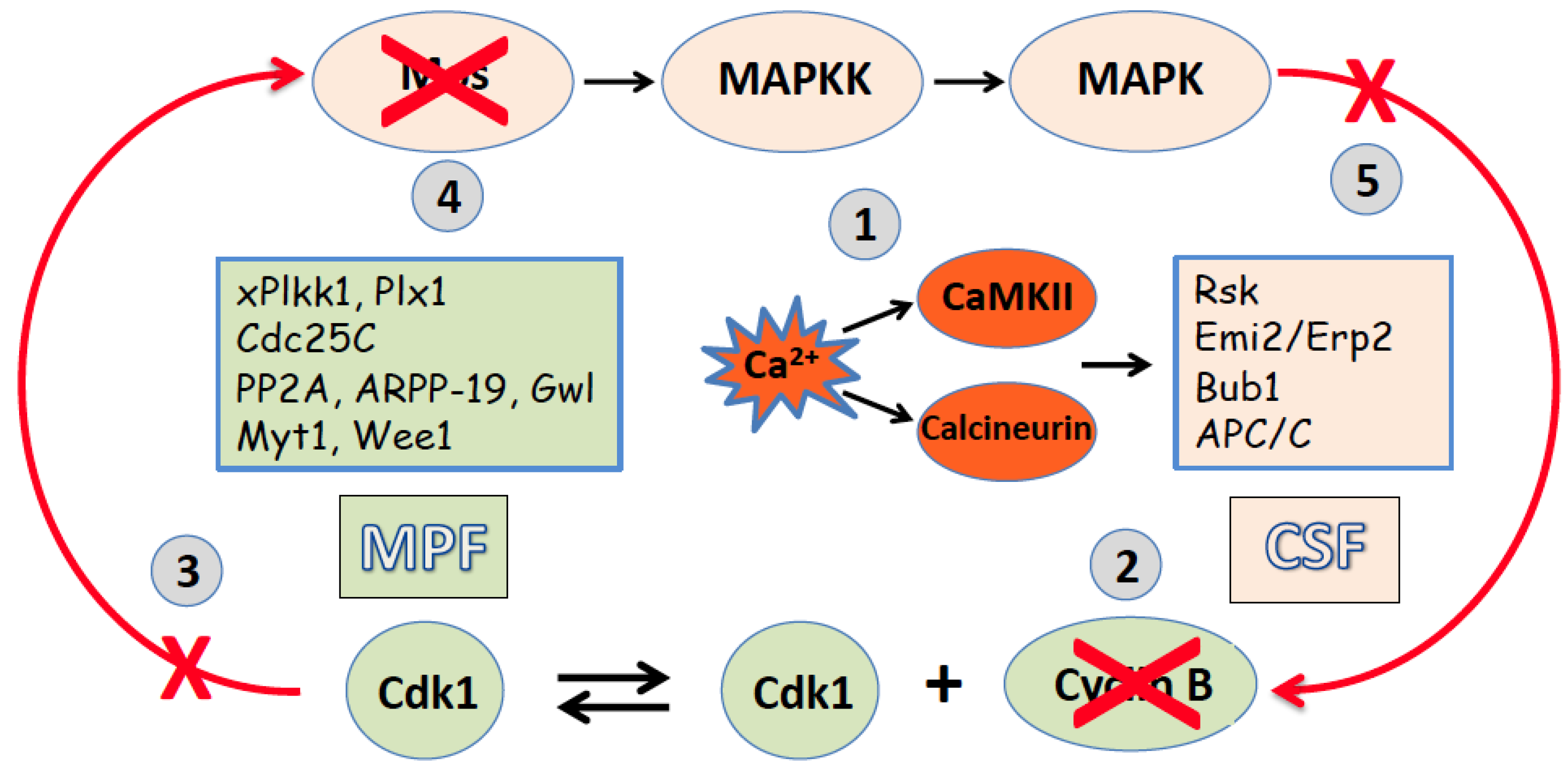 Preprints 150842 g002
