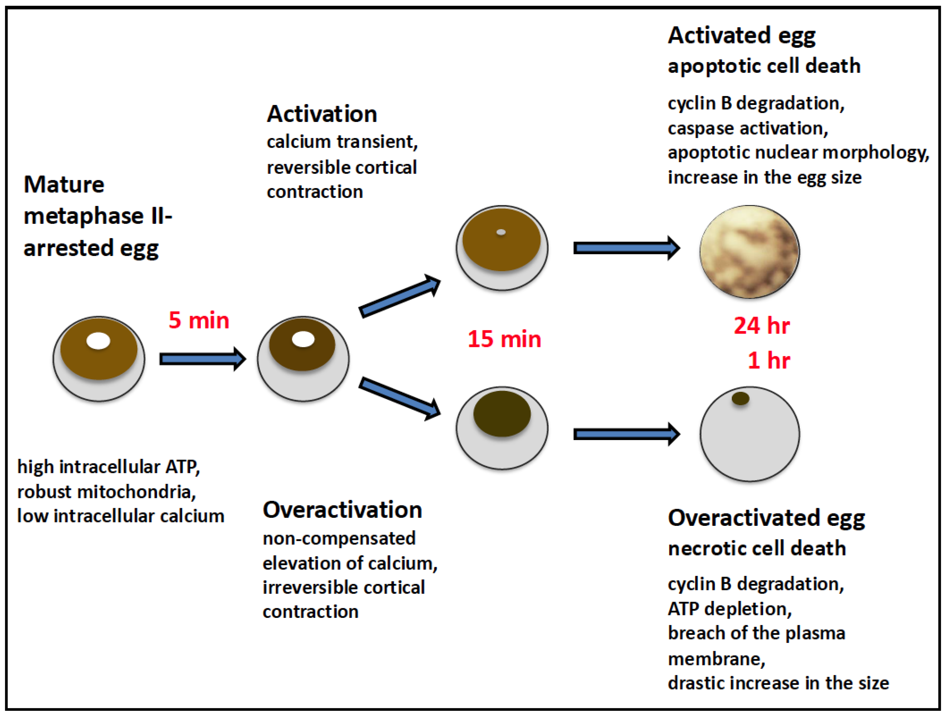 Preprints 150842 g003