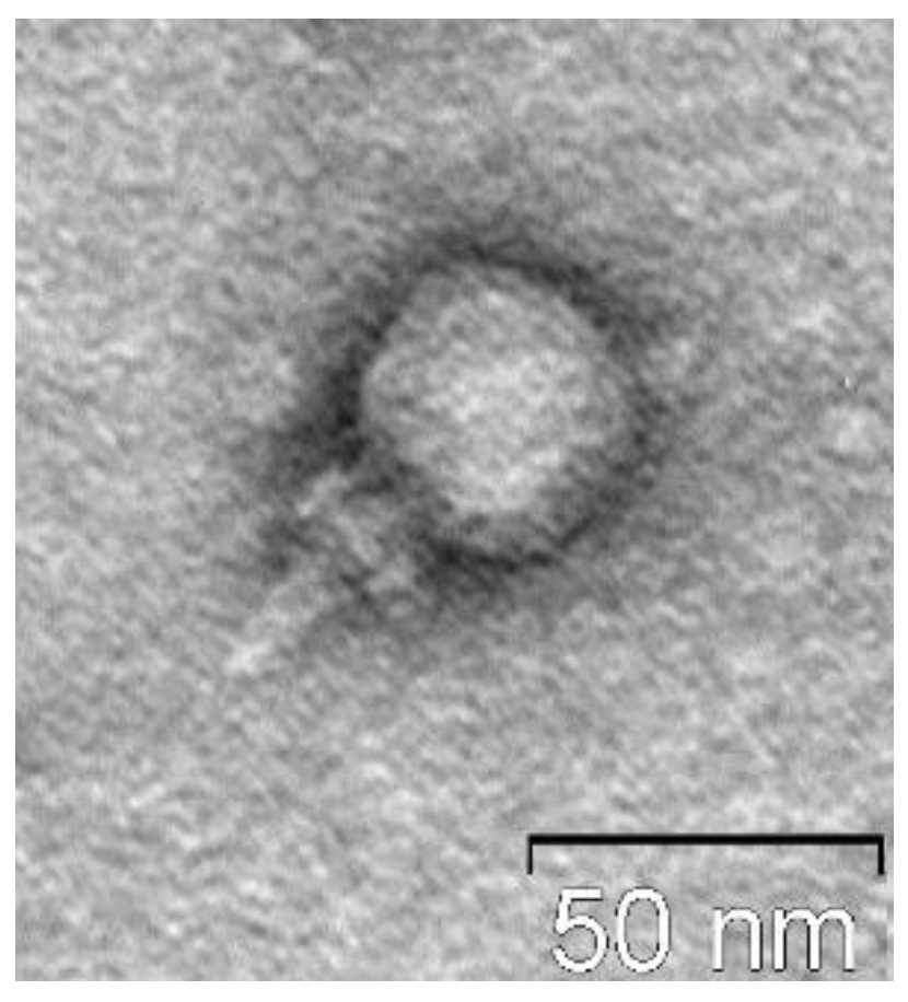 Preprints 94046 g001