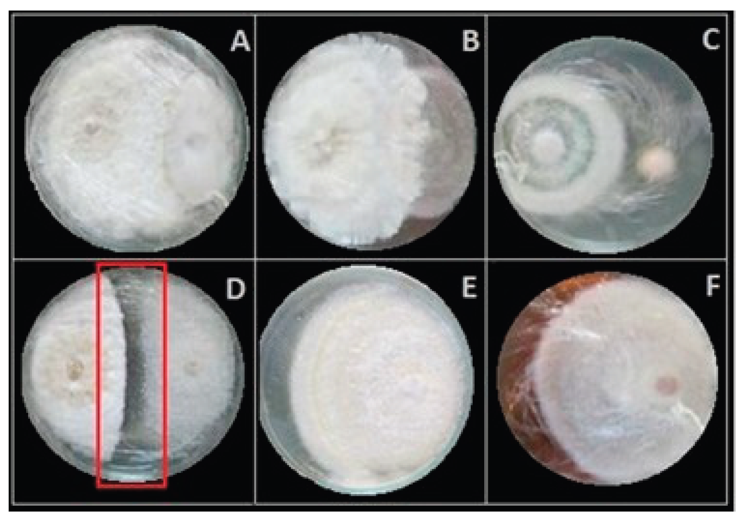 Preprints 189006 g001