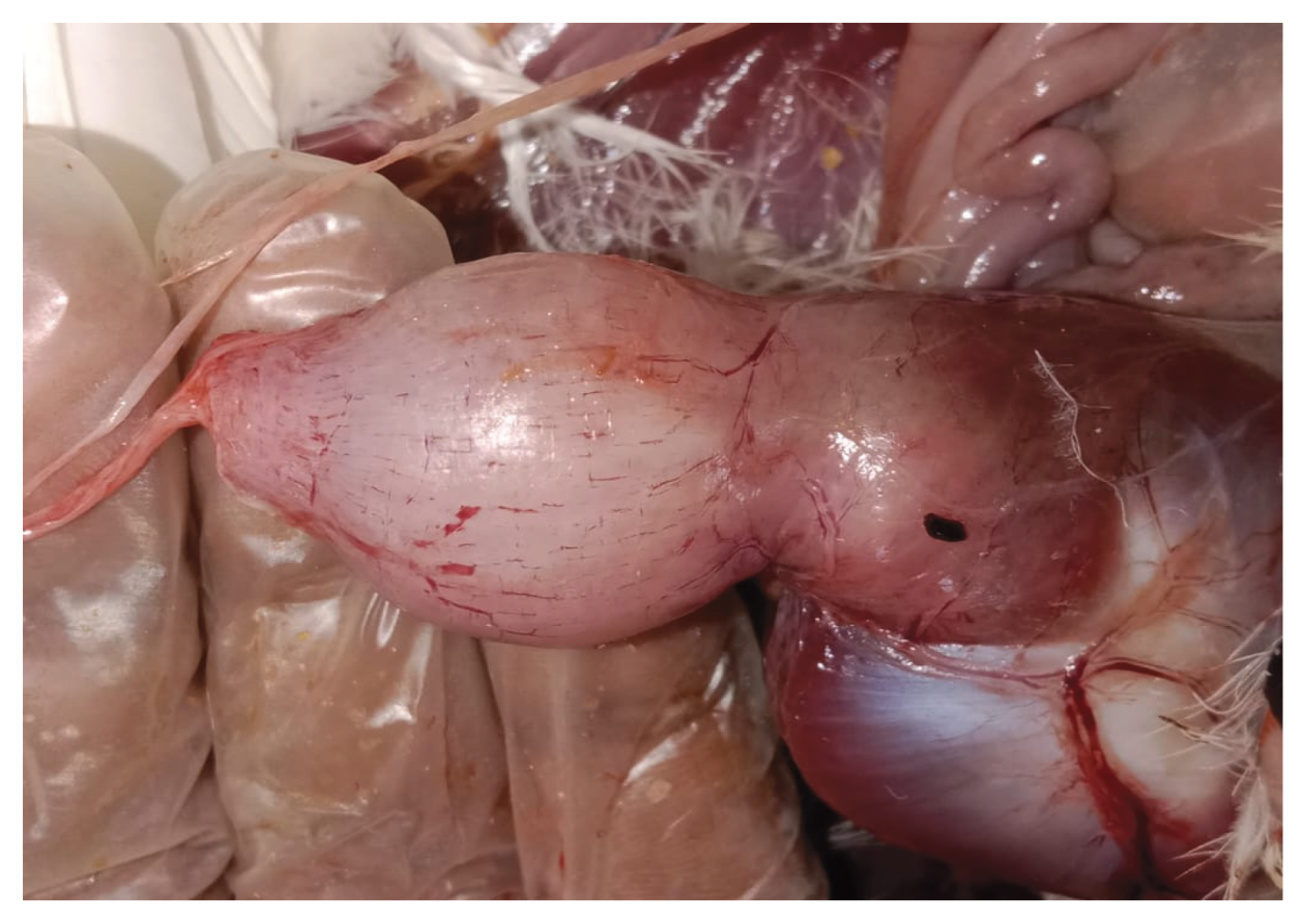 Preprints 191708 g001