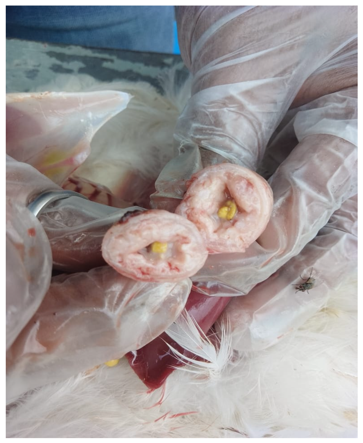 Preprints 191708 g002