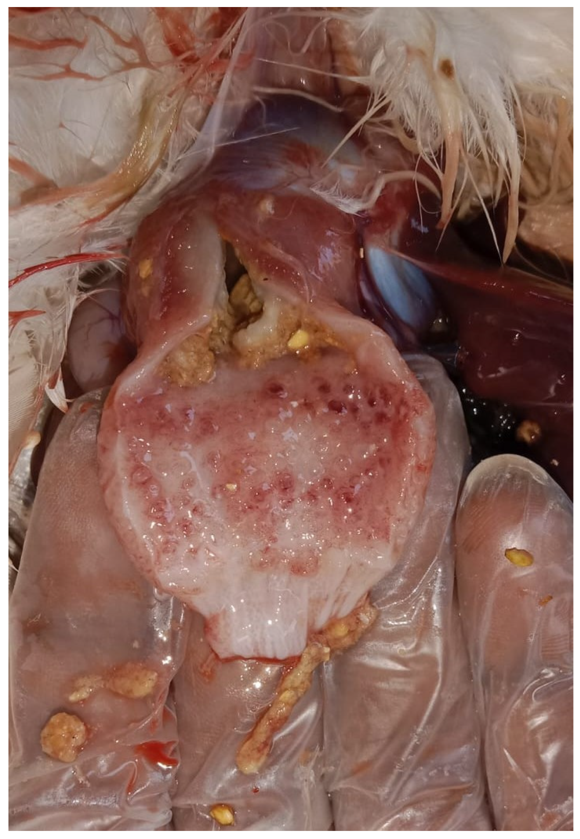 Preprints 191708 g003