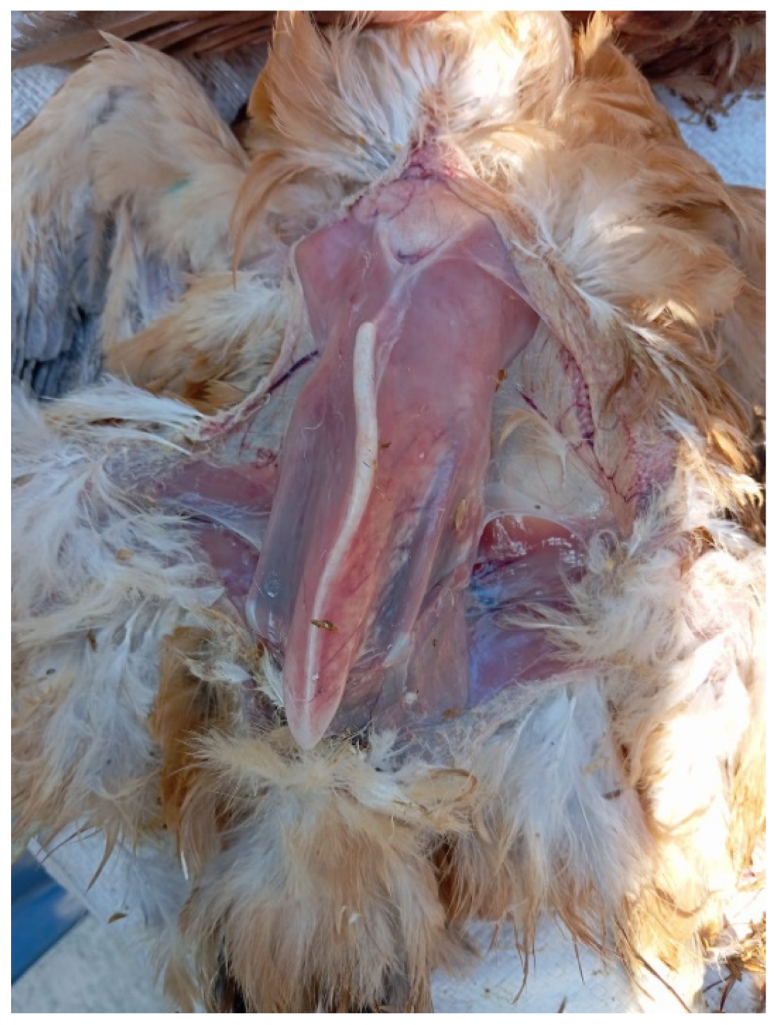 Preprints 191708 g004