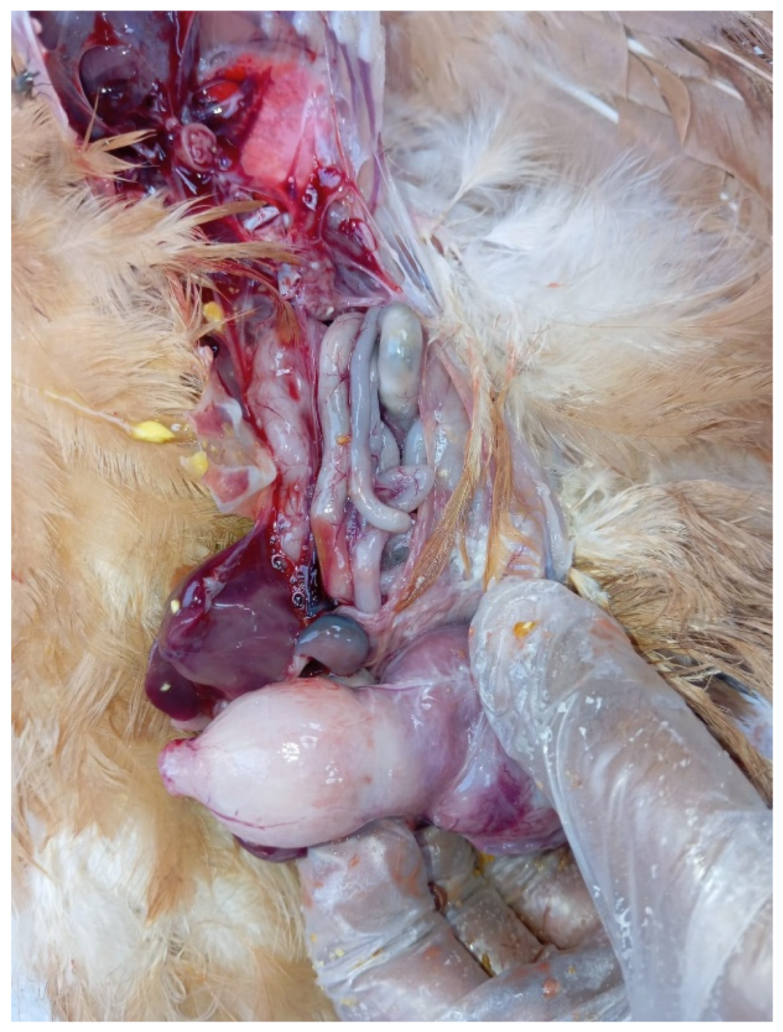 Preprints 191708 g005