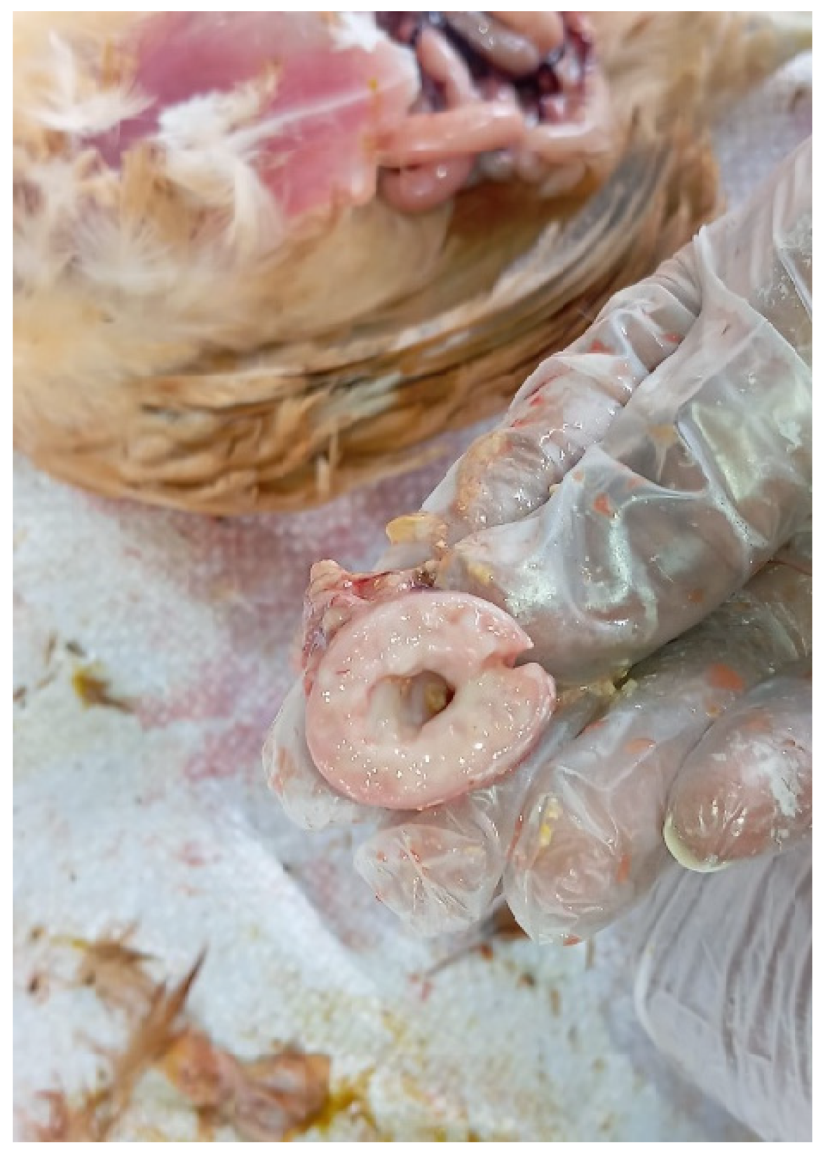 Preprints 191708 g006