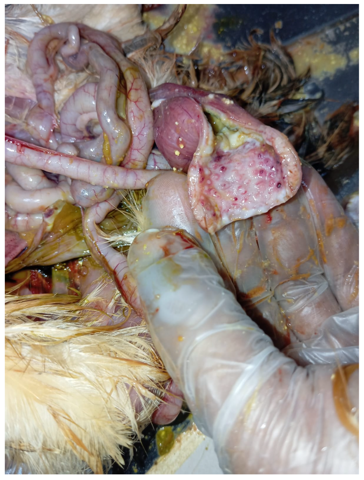 Preprints 191708 g007