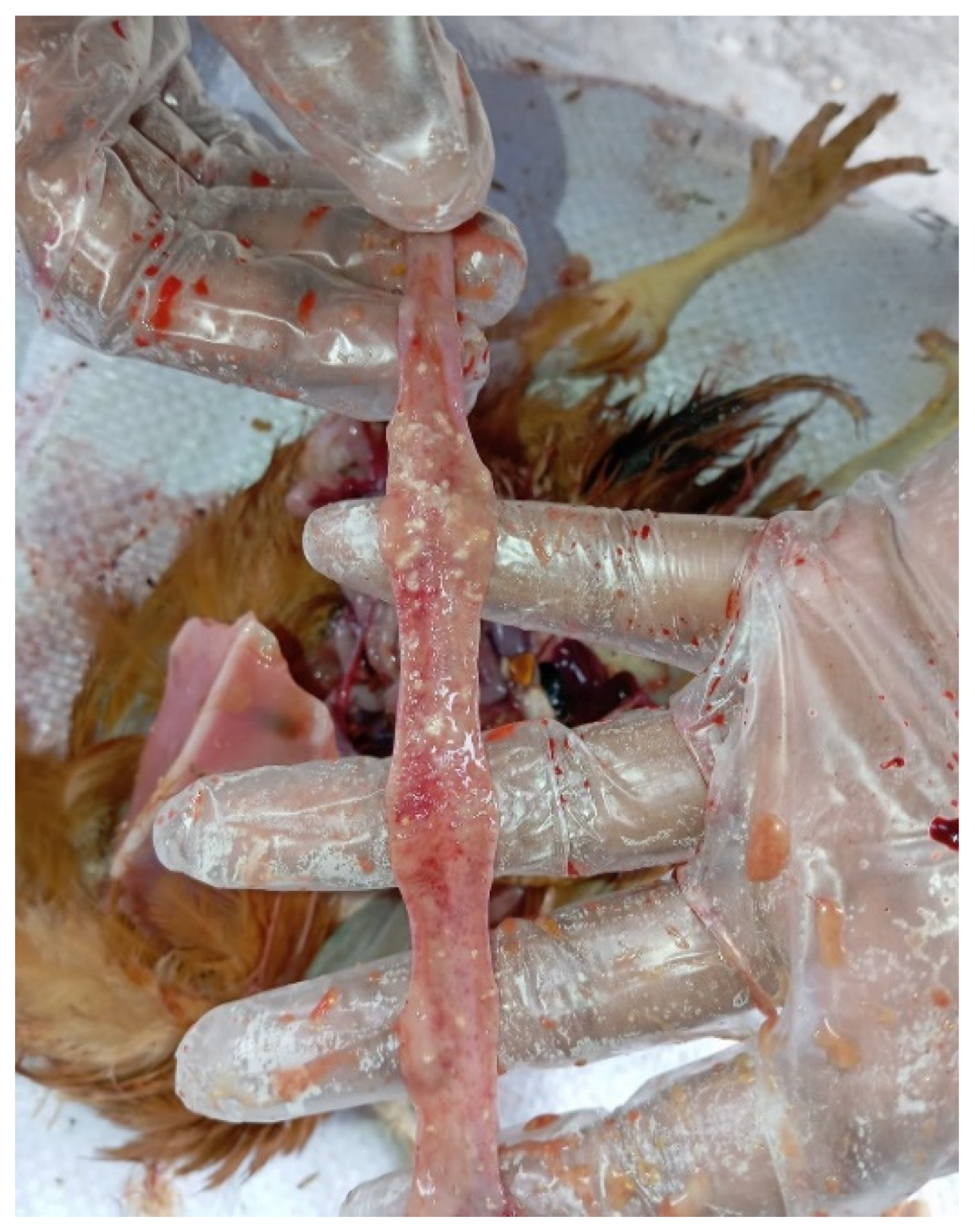 Preprints 191708 g008