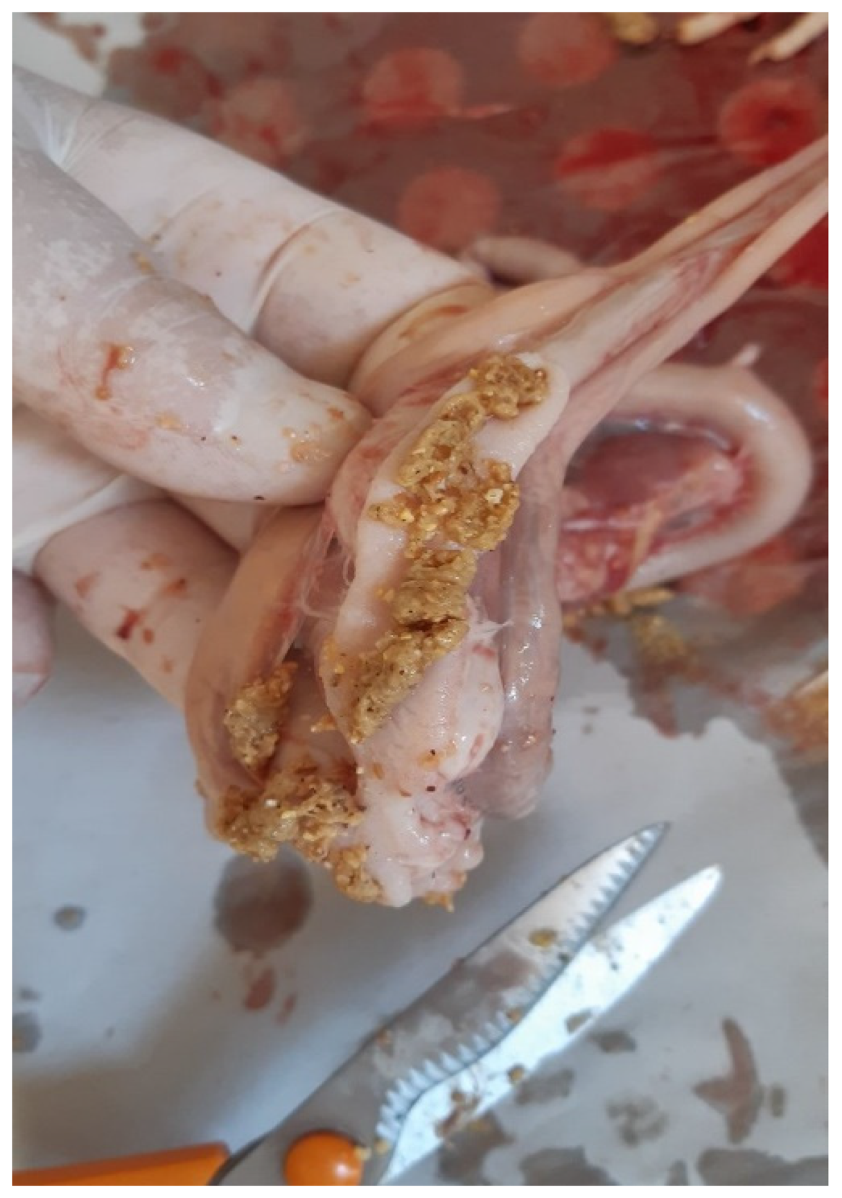 Preprints 191708 g009