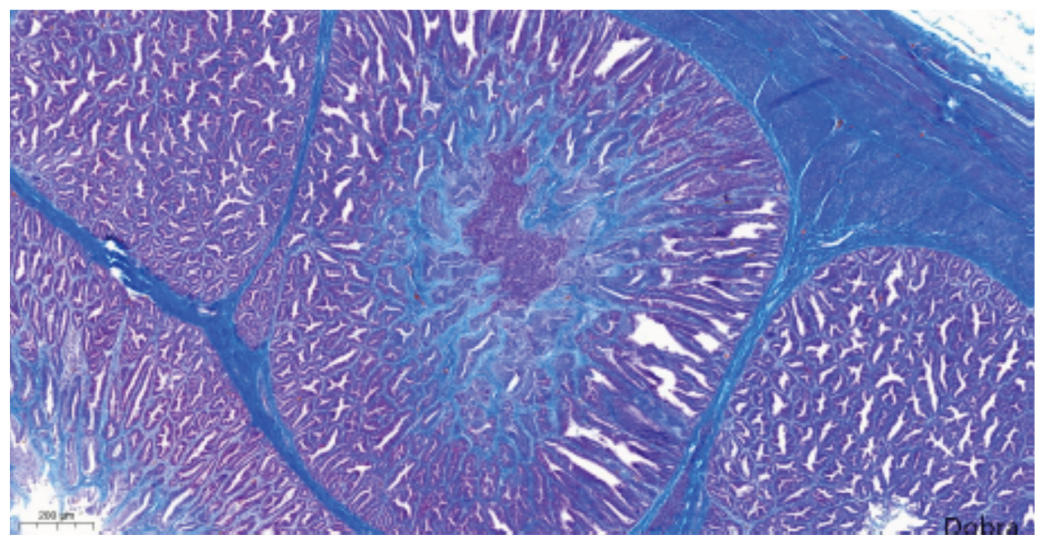 Preprints 191708 g011