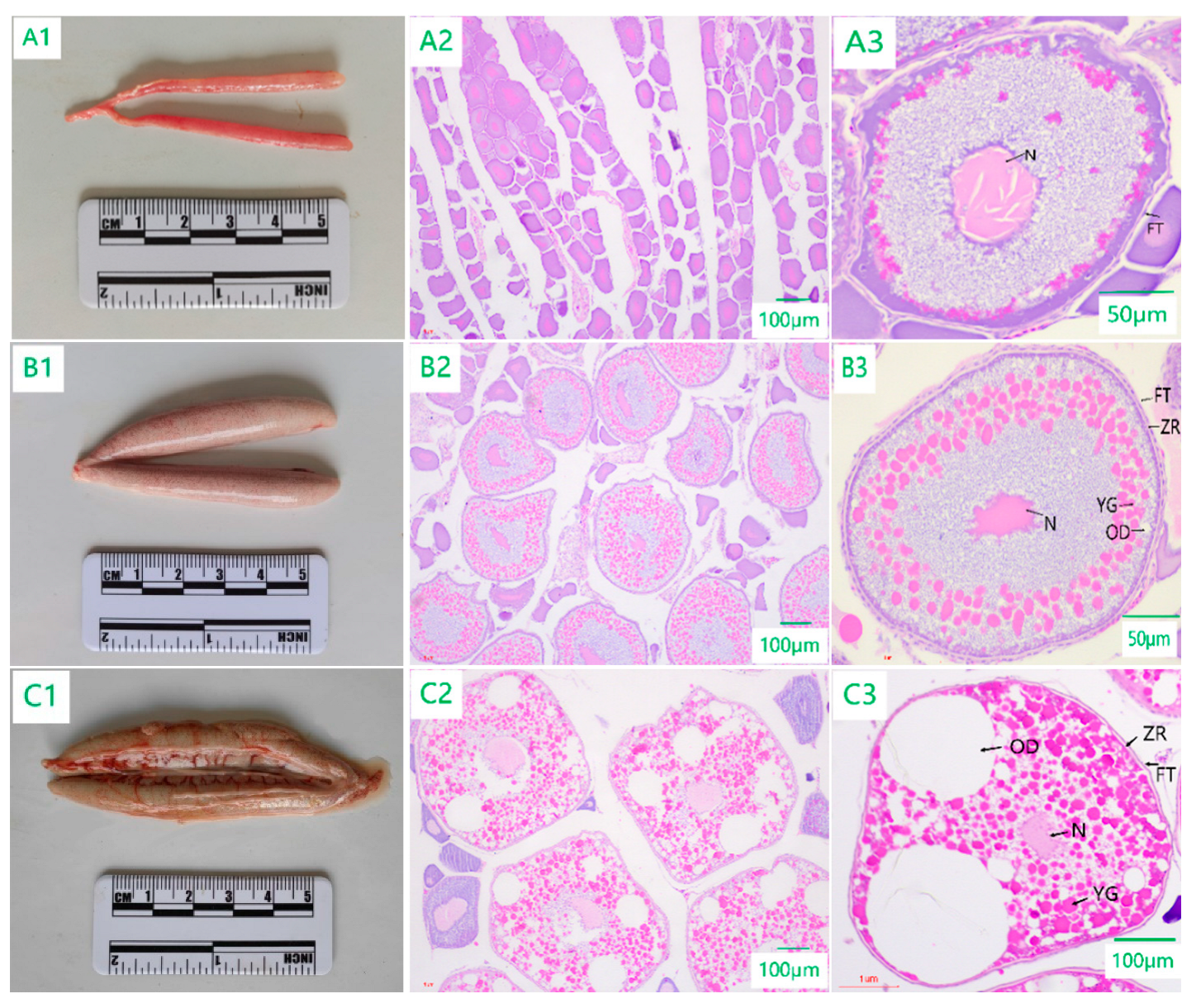 Preprints 94394 g003