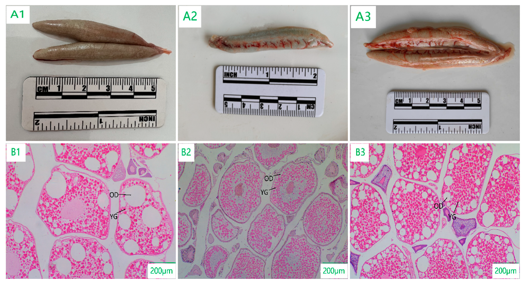 Preprints 94394 g004