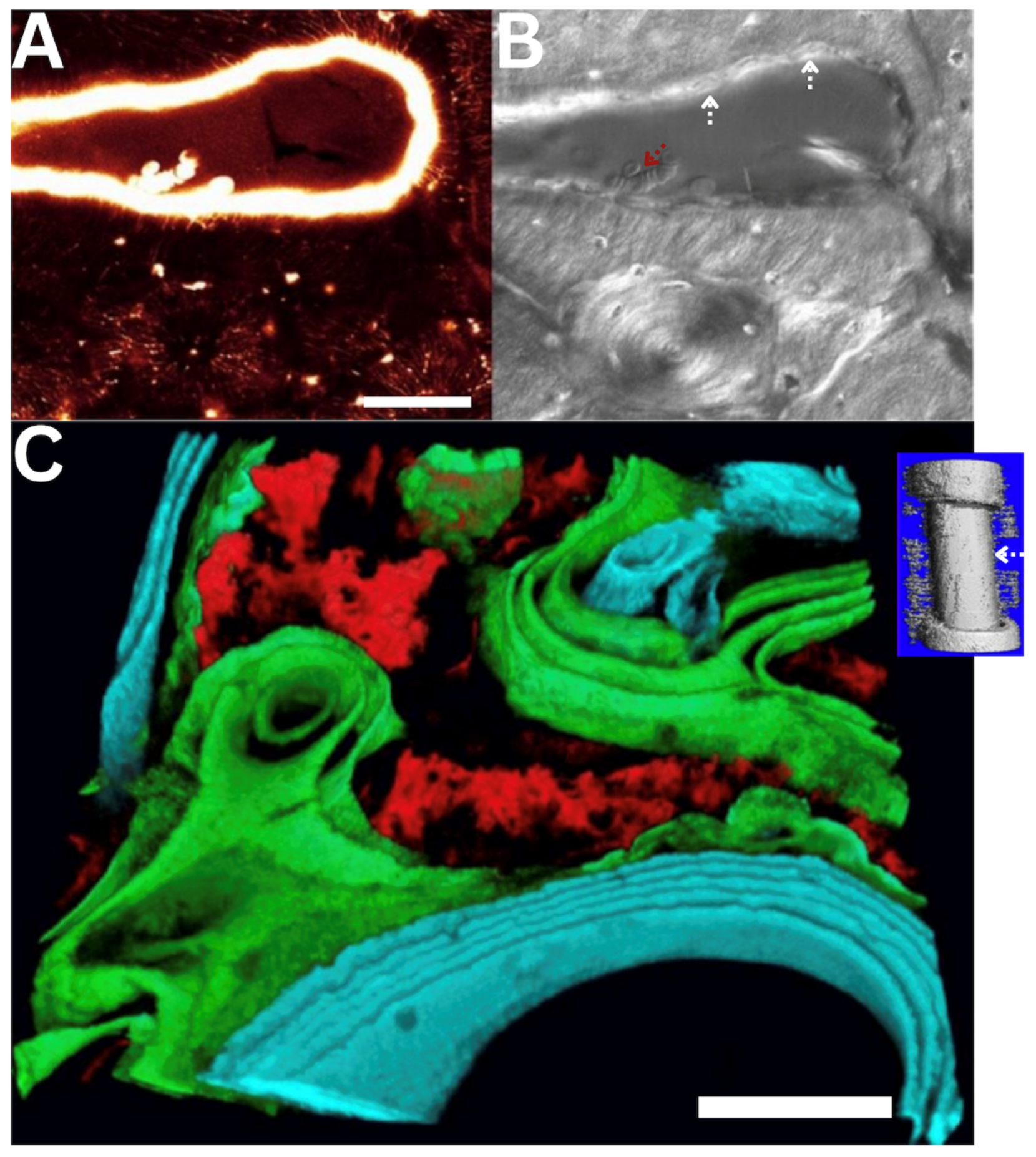 Preprints 183777 g001