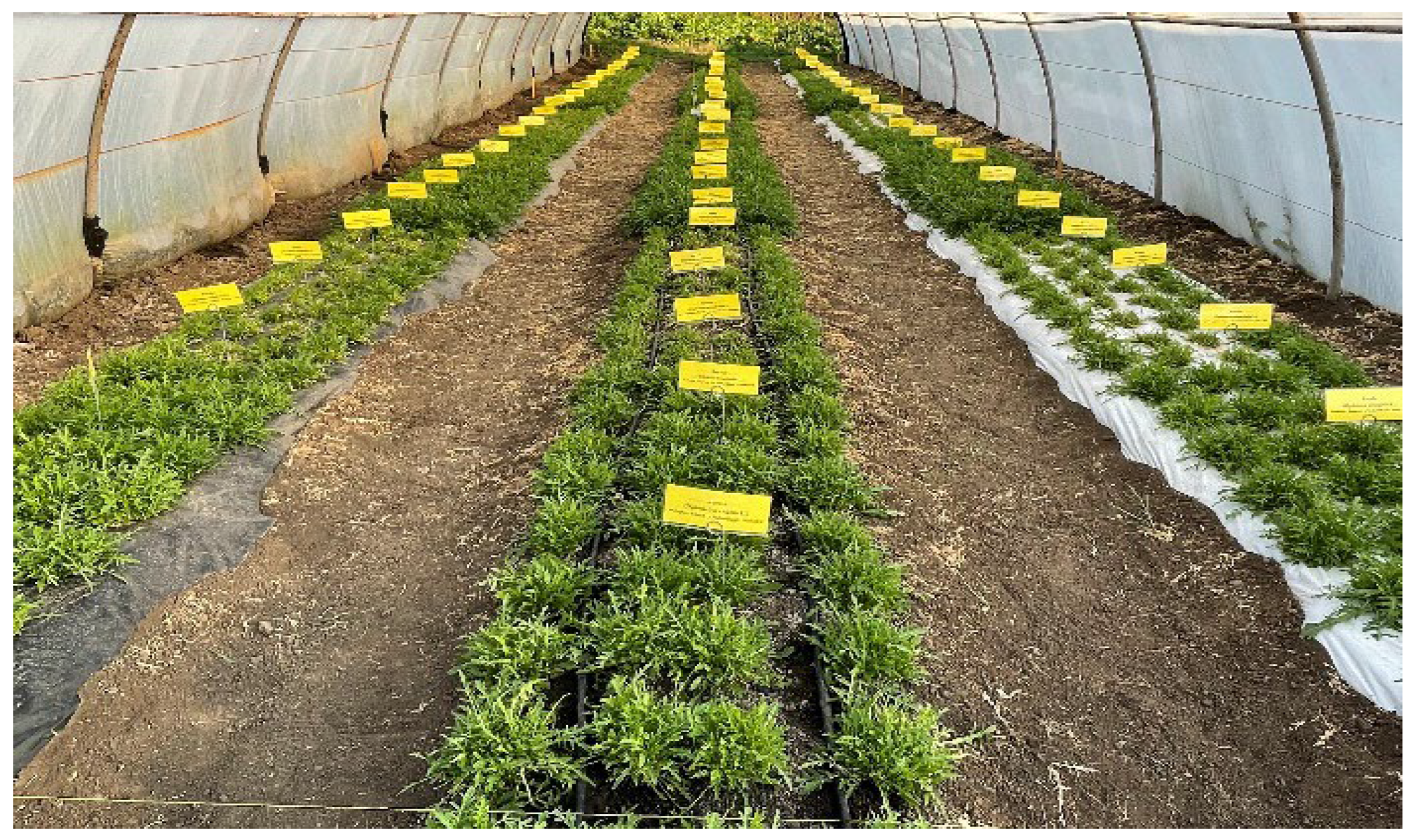 Preprints 155272 g010