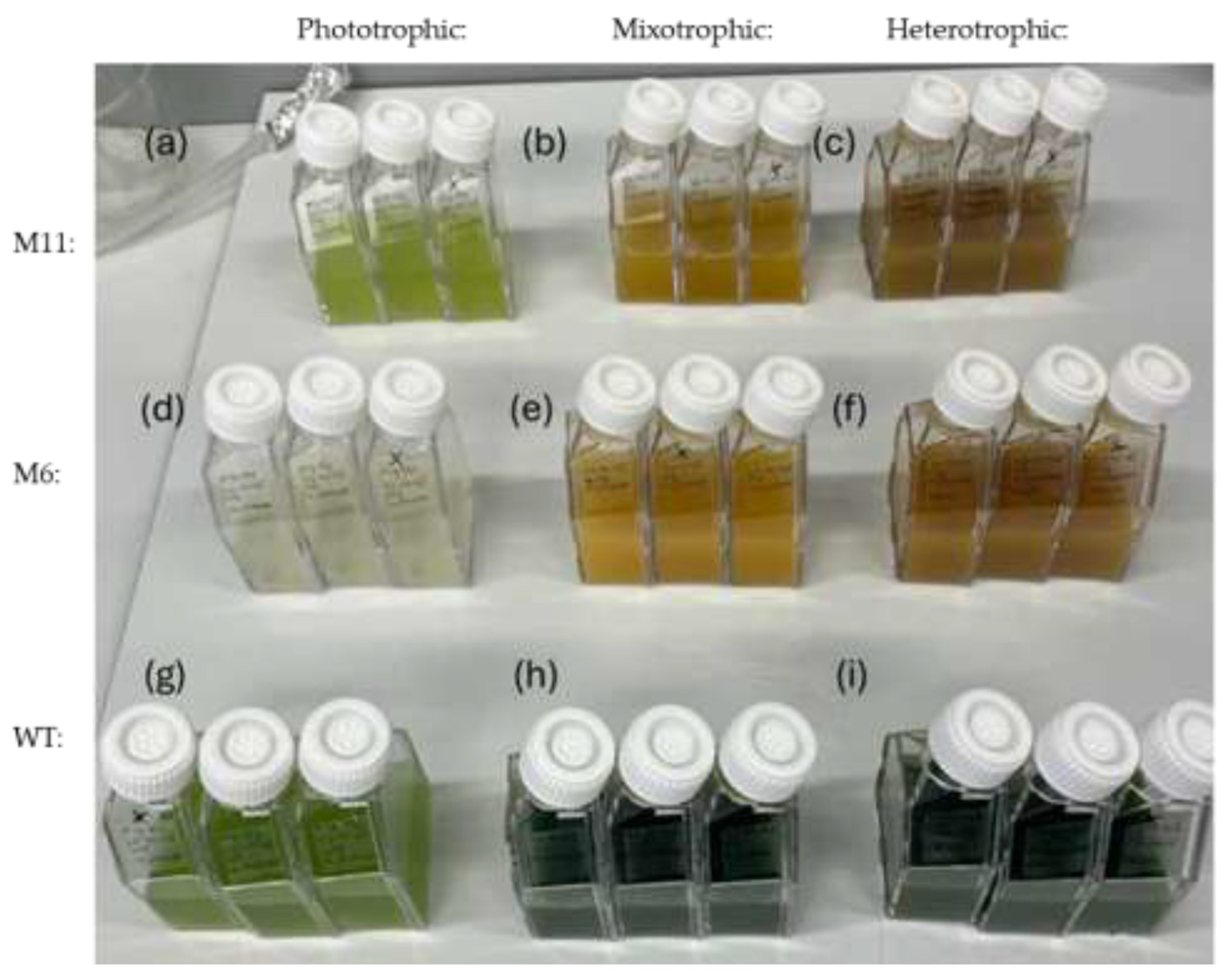 Preprints 195199 g003
