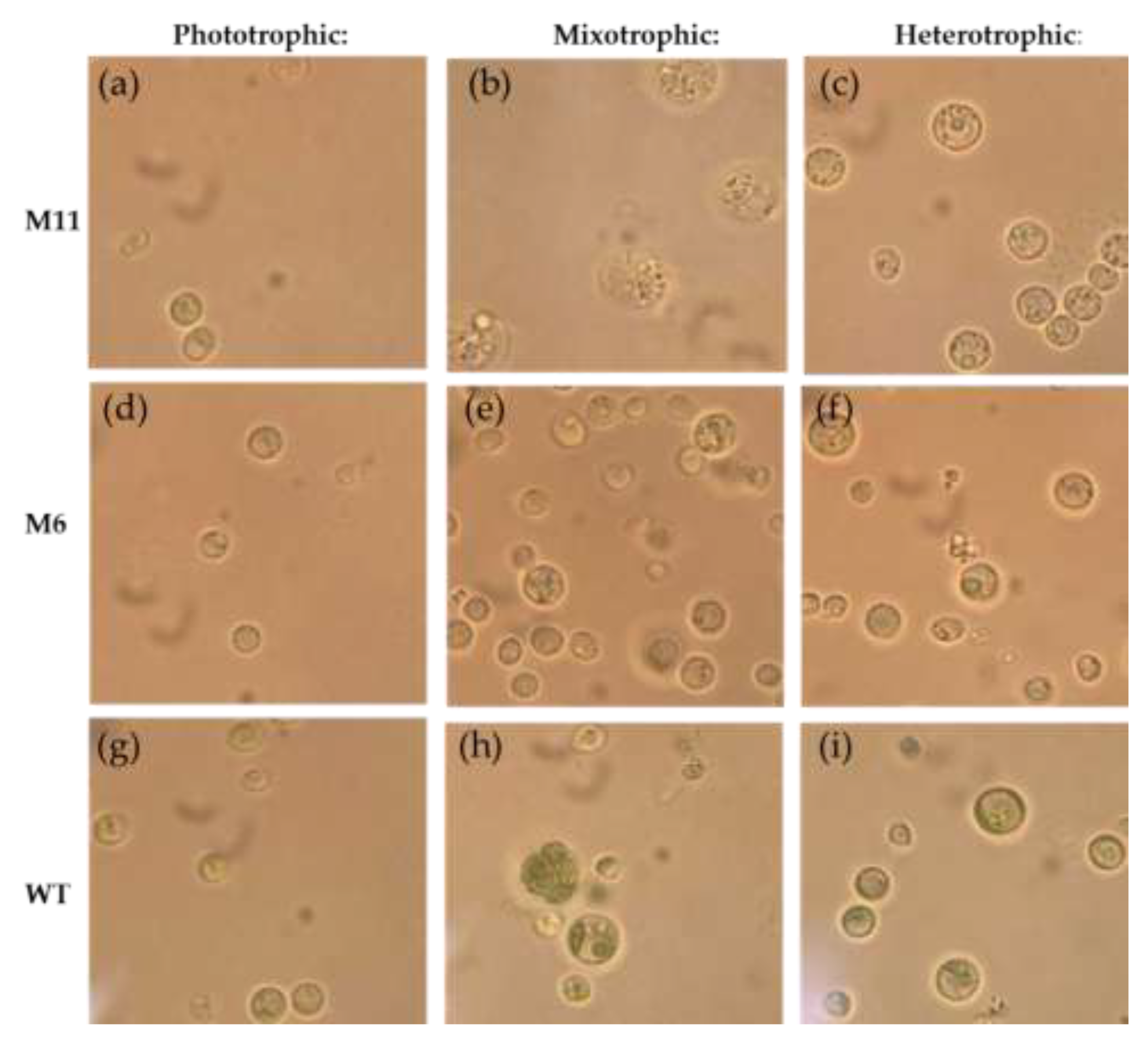Preprints 195199 g005