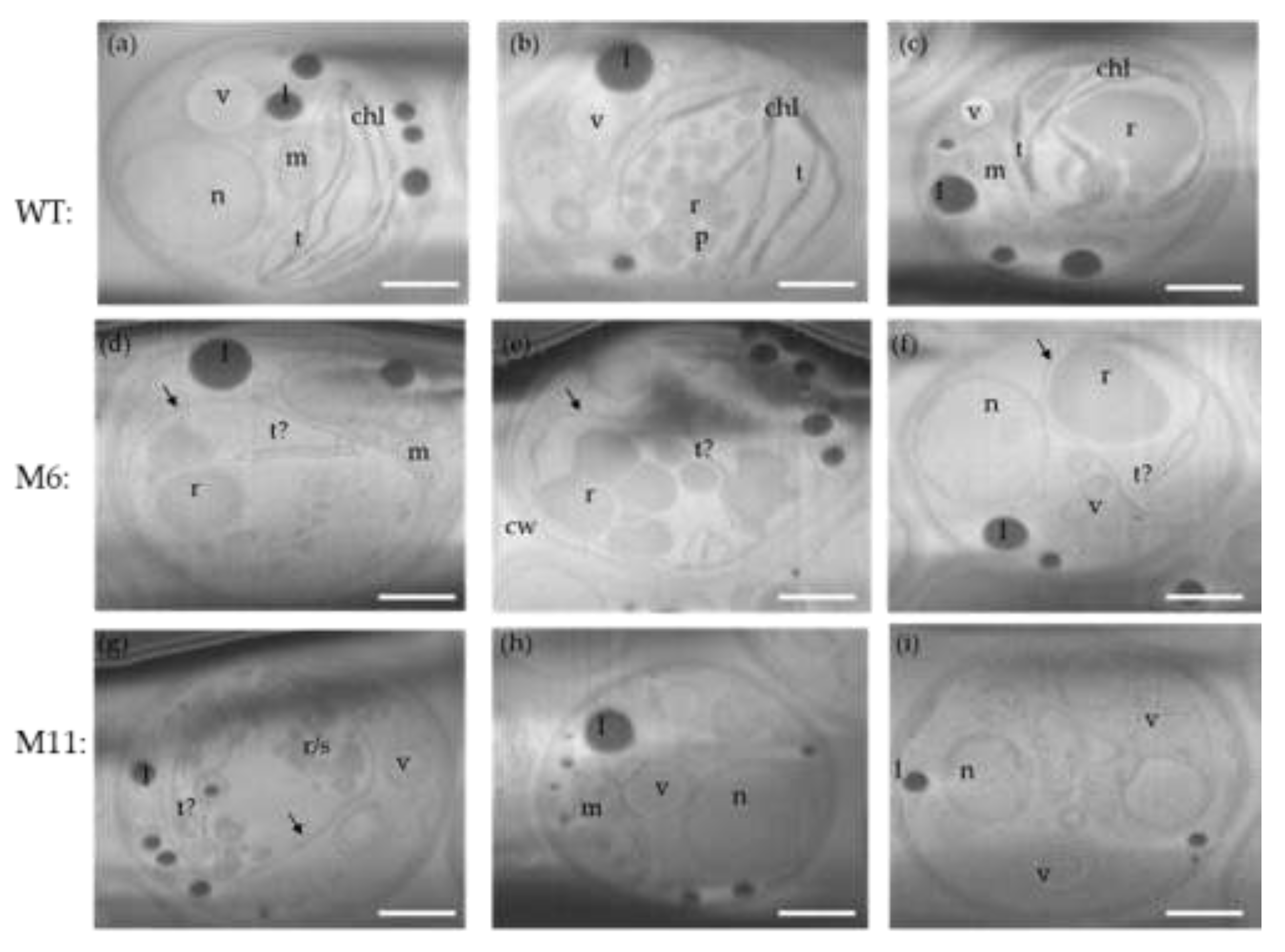 Preprints 195199 g009