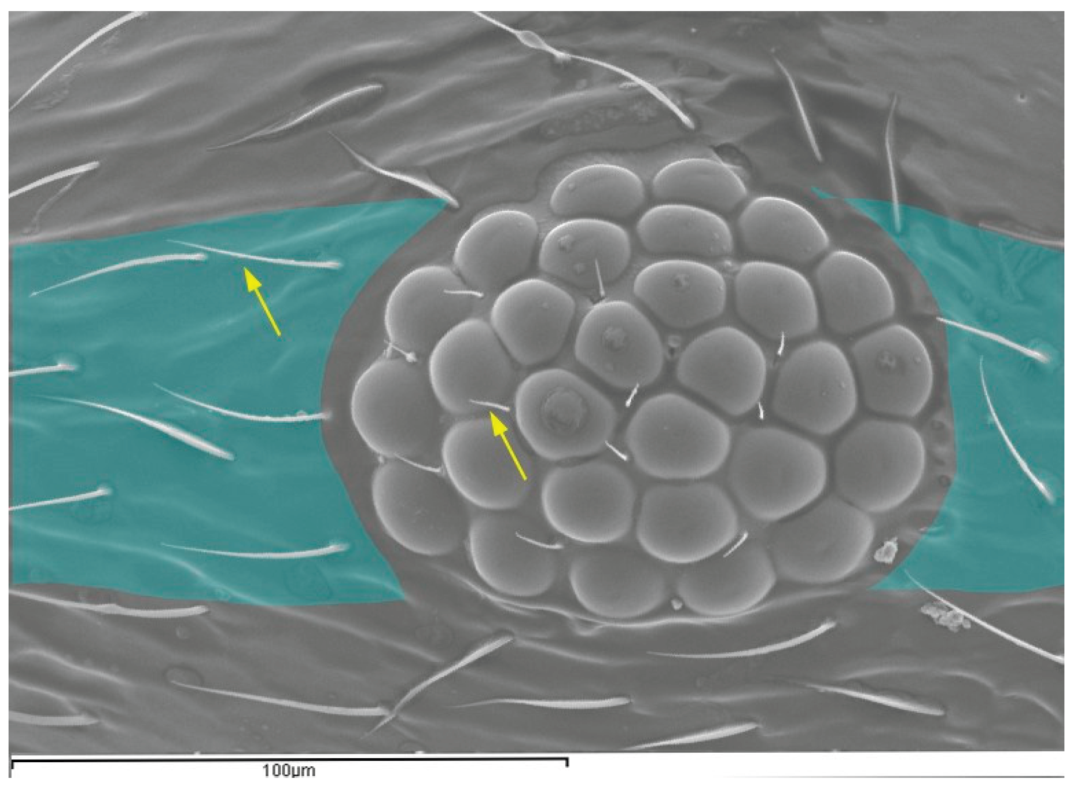 Preprints 205965 g001
