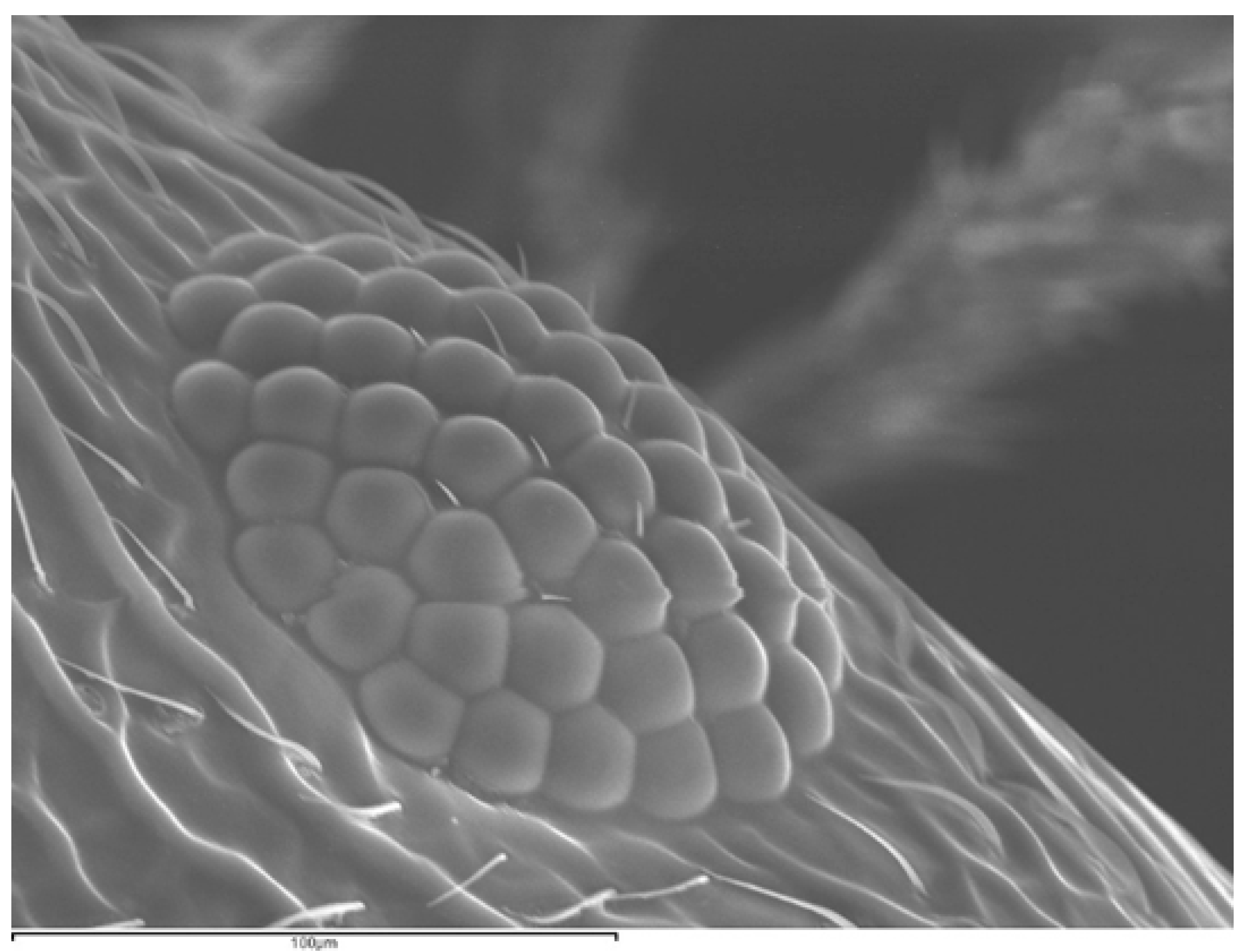 Preprints 205965 g002