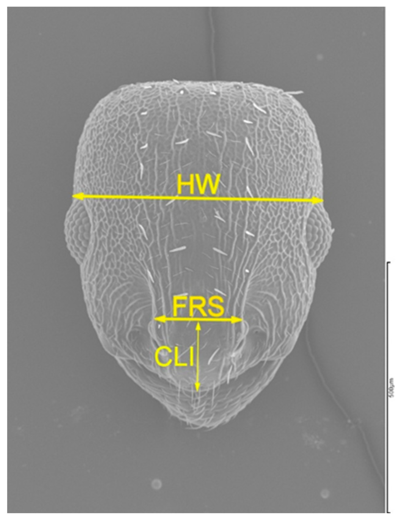 Preprints 205965 g004