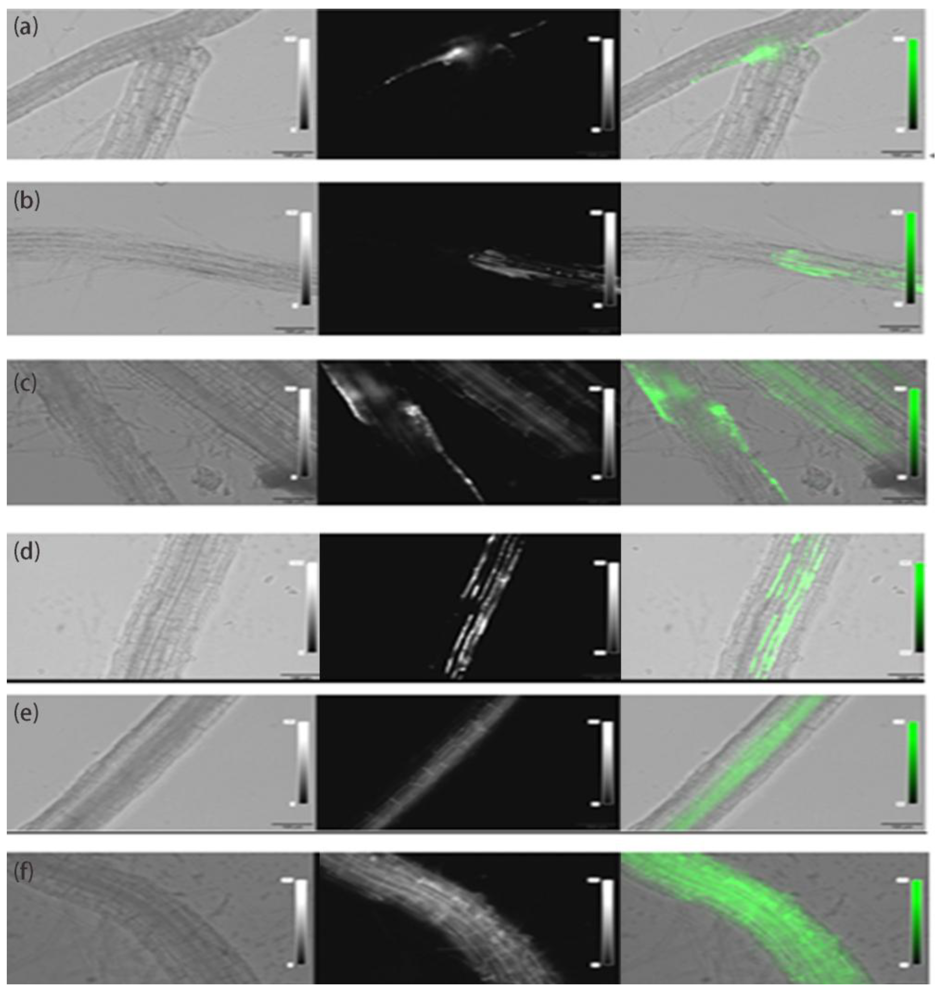 Preprints 219048 g001 Preprints 219048 g001