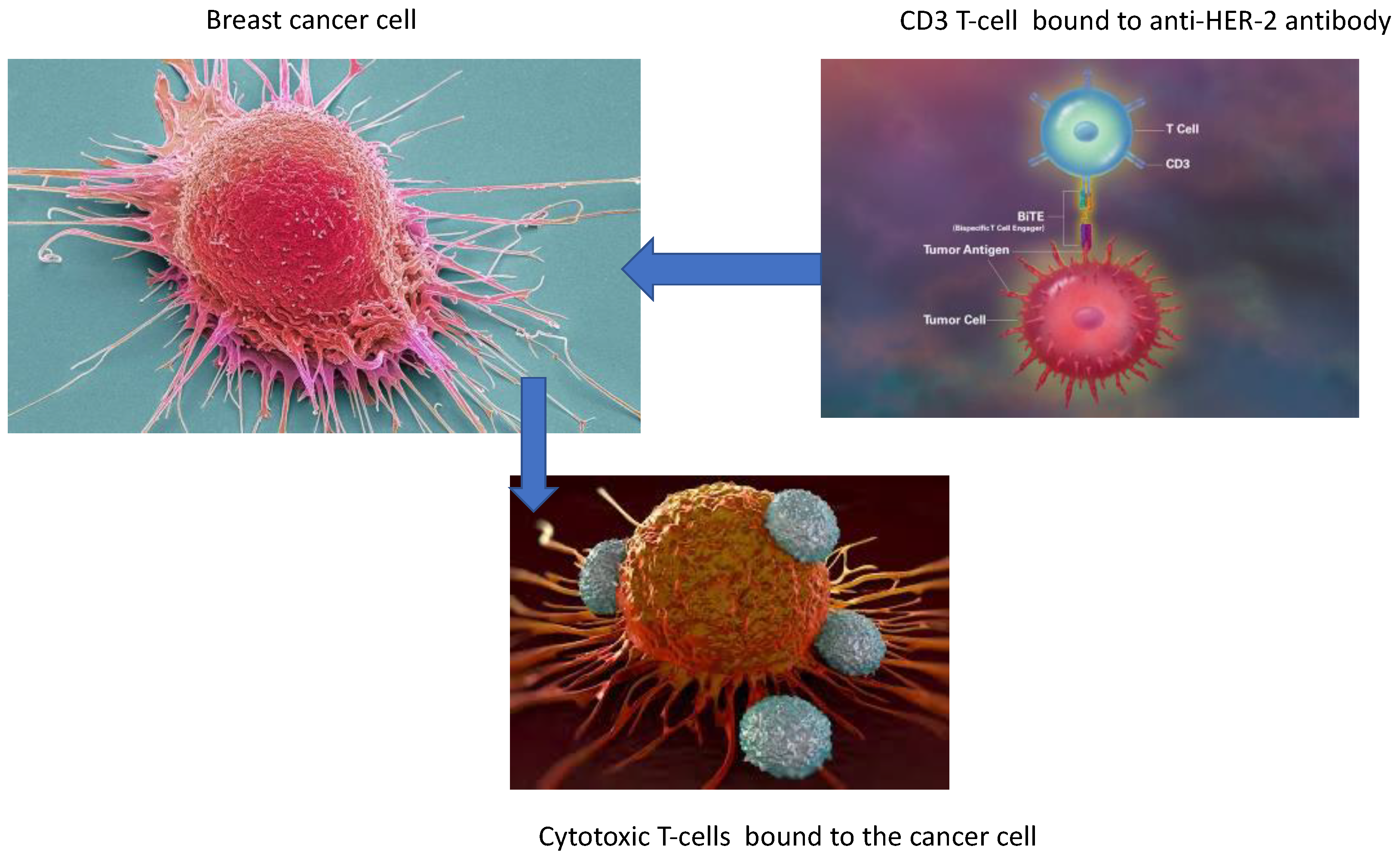 Preprints 173028 g002