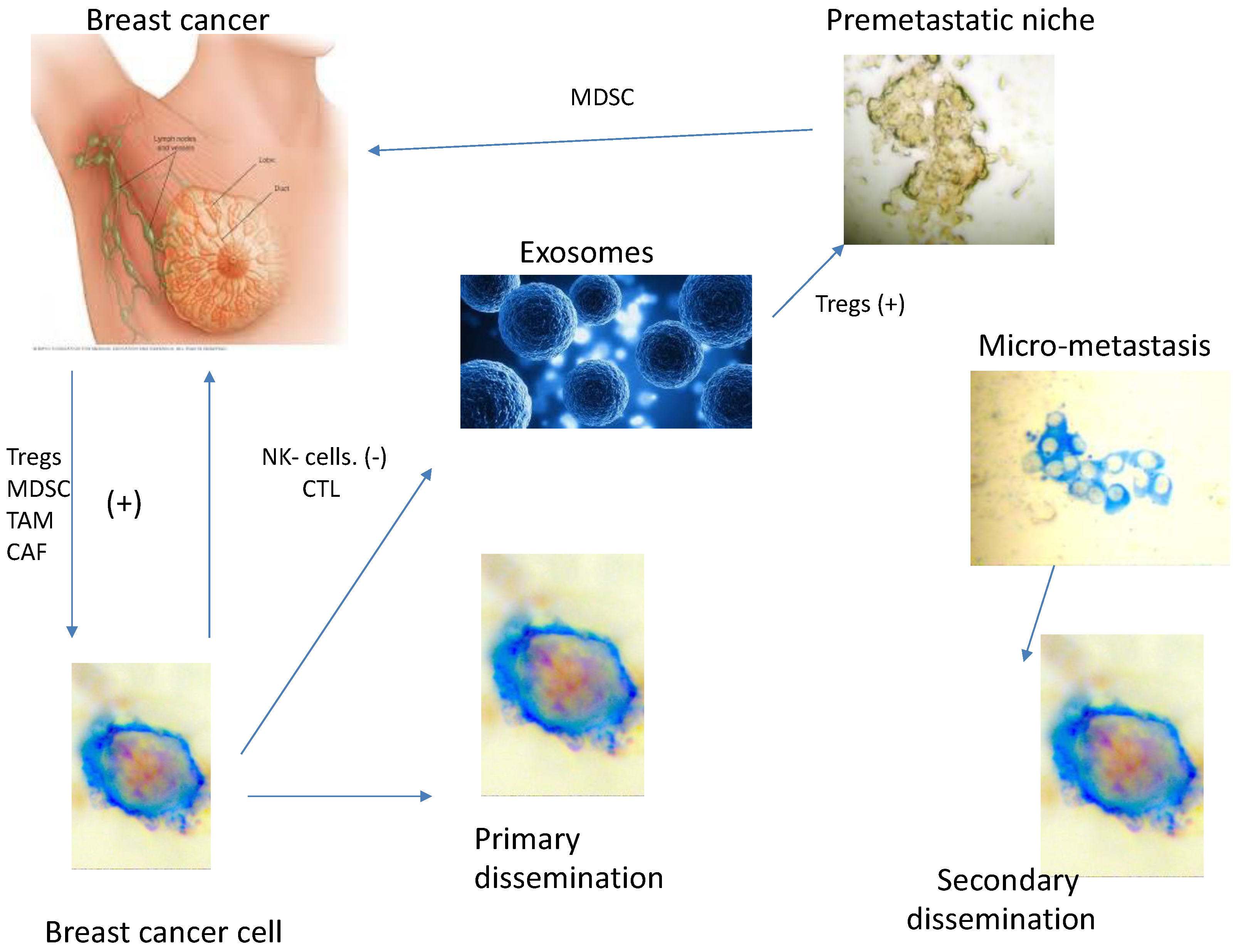 Preprints 173028 g003