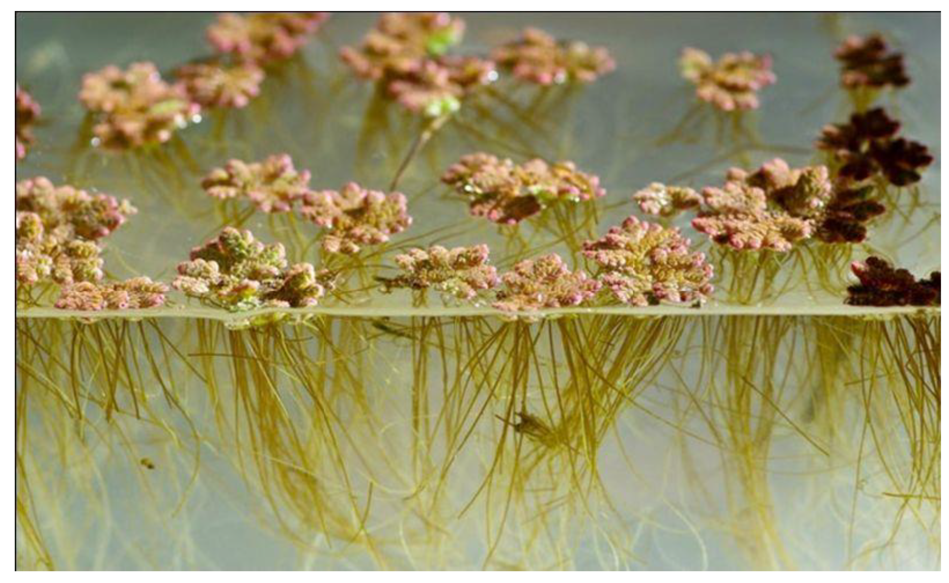 Preprints 109995 g001