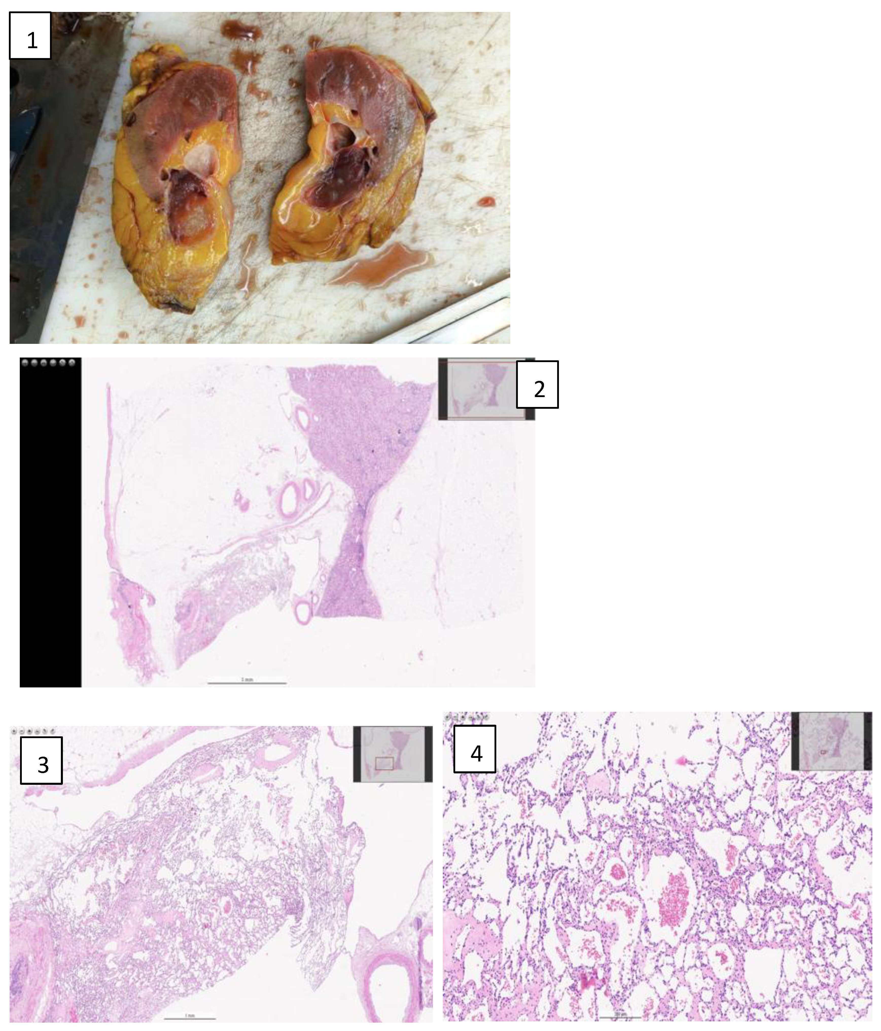 Preprints 163363 g003