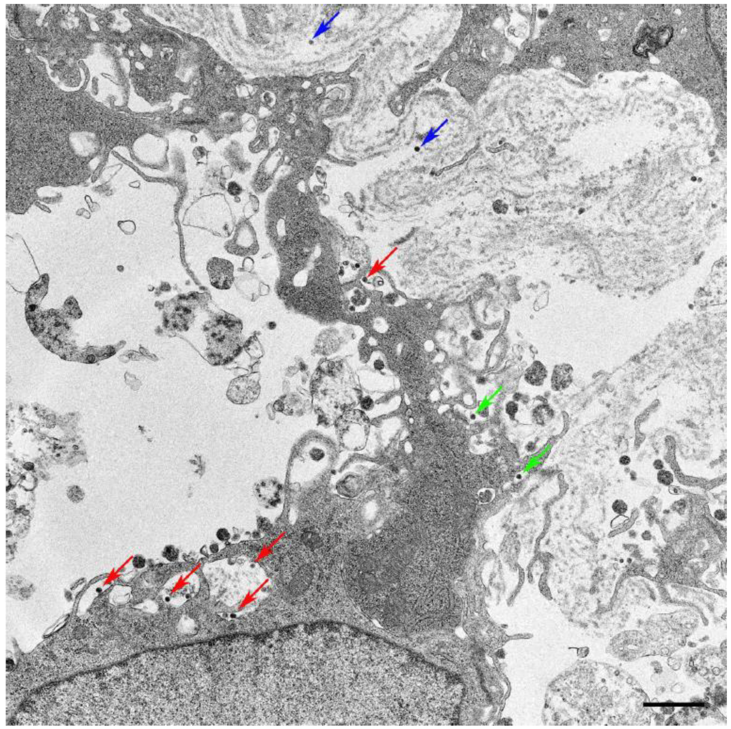 Preprints 151960 g001