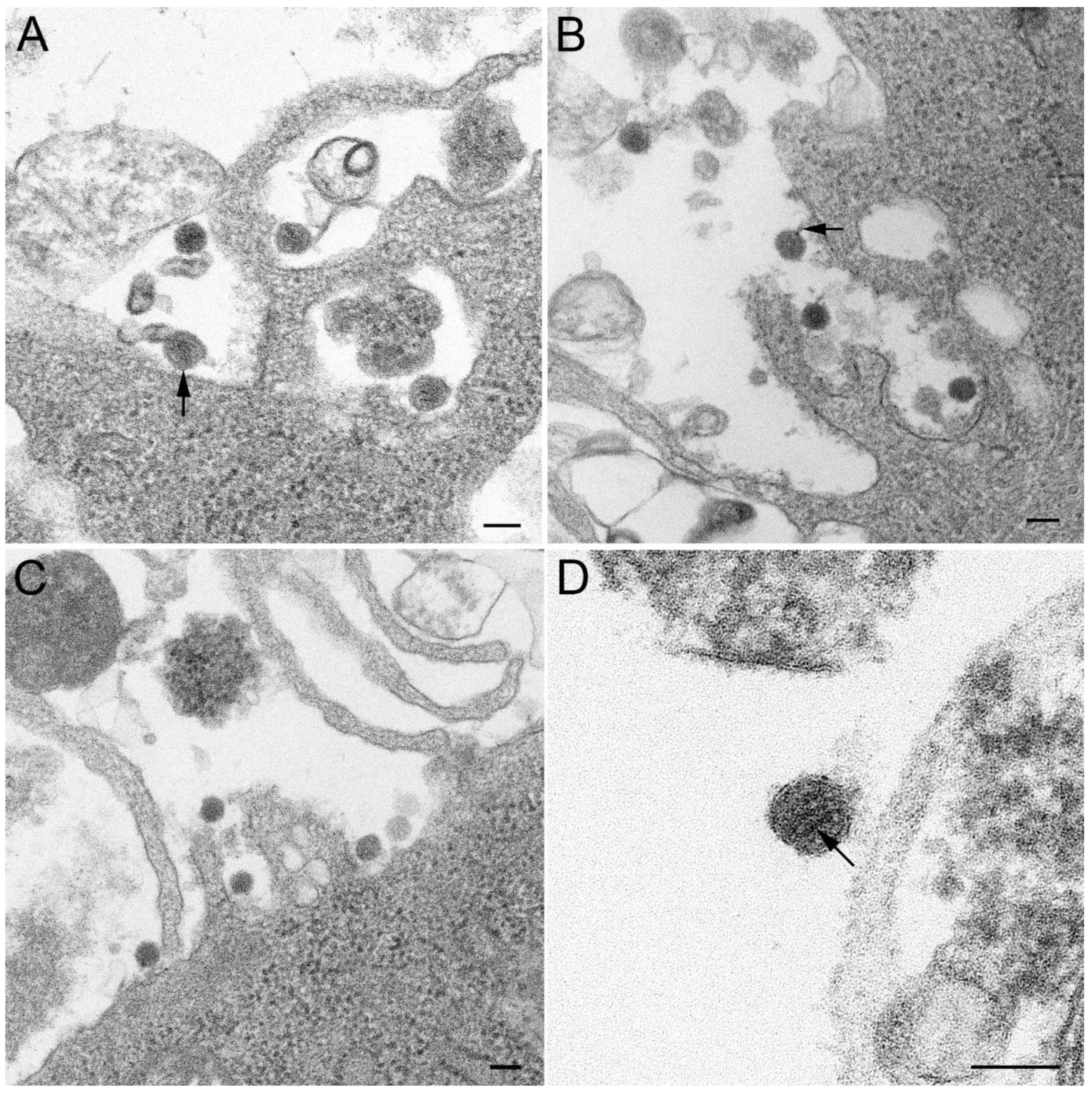 Preprints 151960 g002