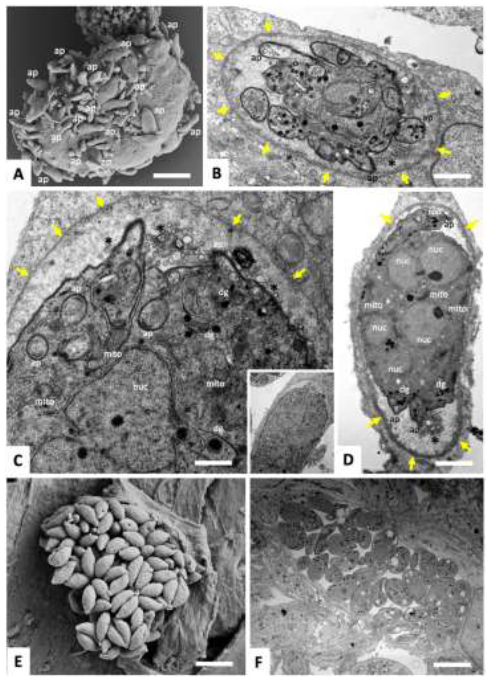 Preprints 208187 g001