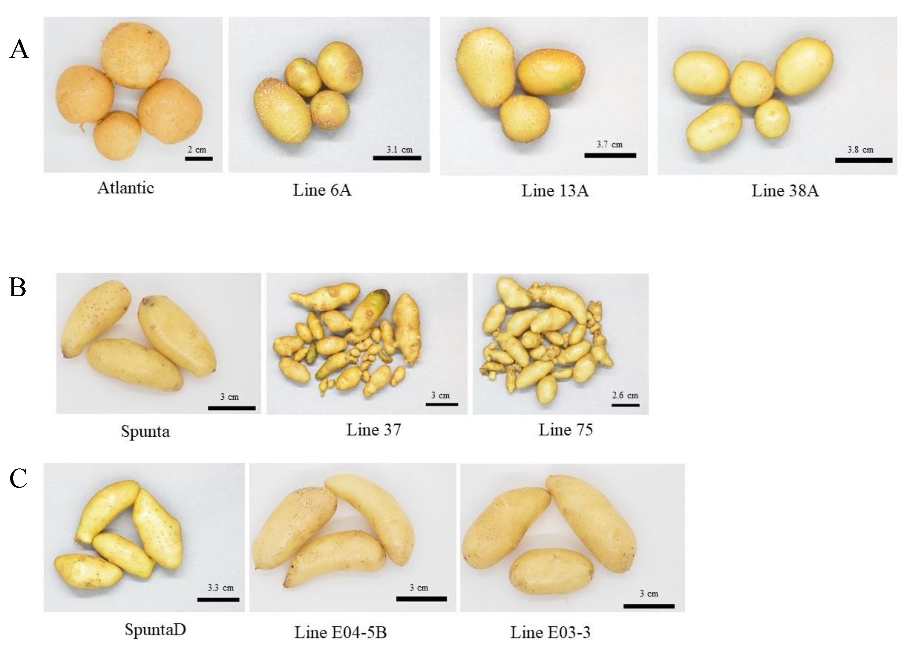 Preprints 154851 g001