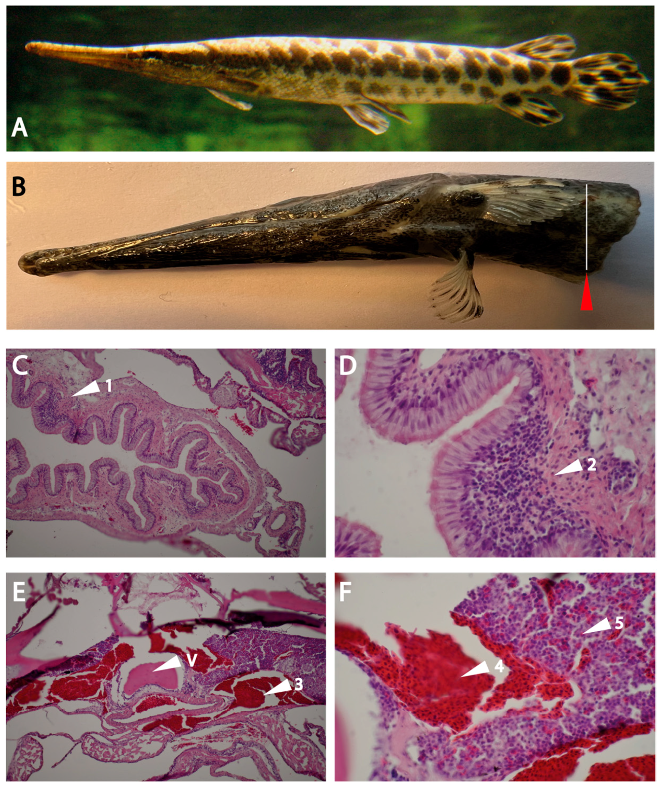 Preprints 95578 g007