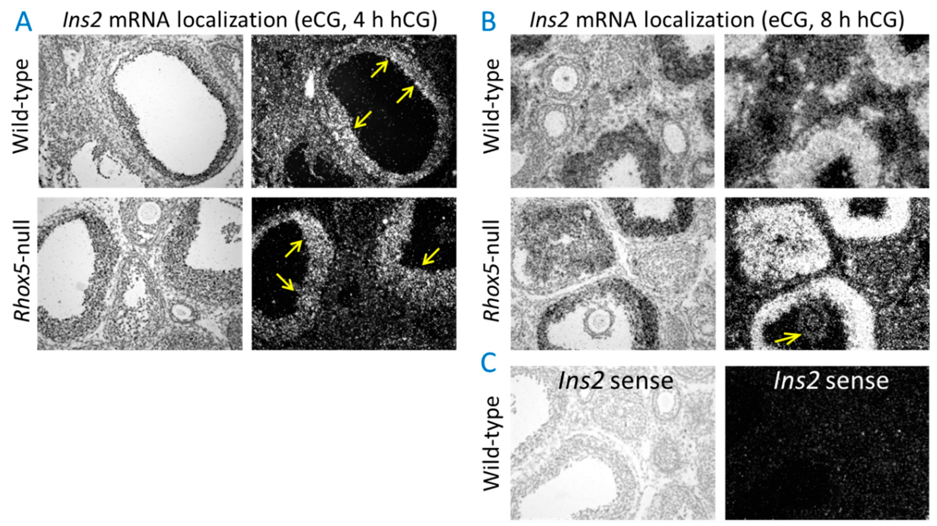 Preprints 149783 g002