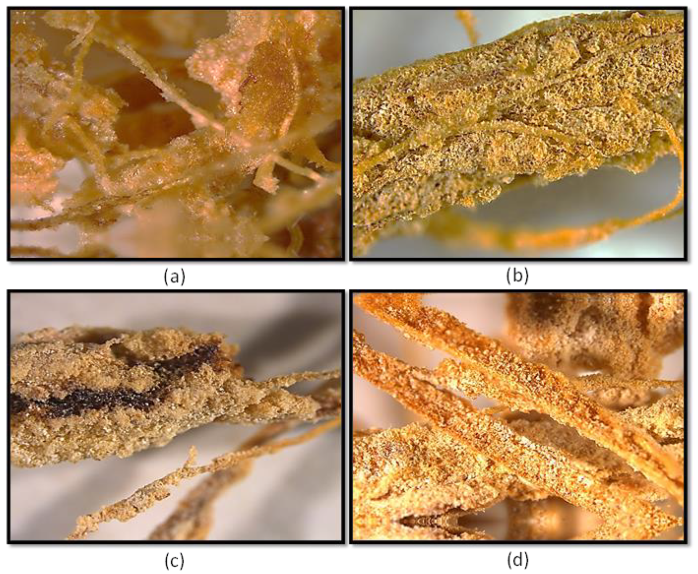 Preprints 148960 g002
