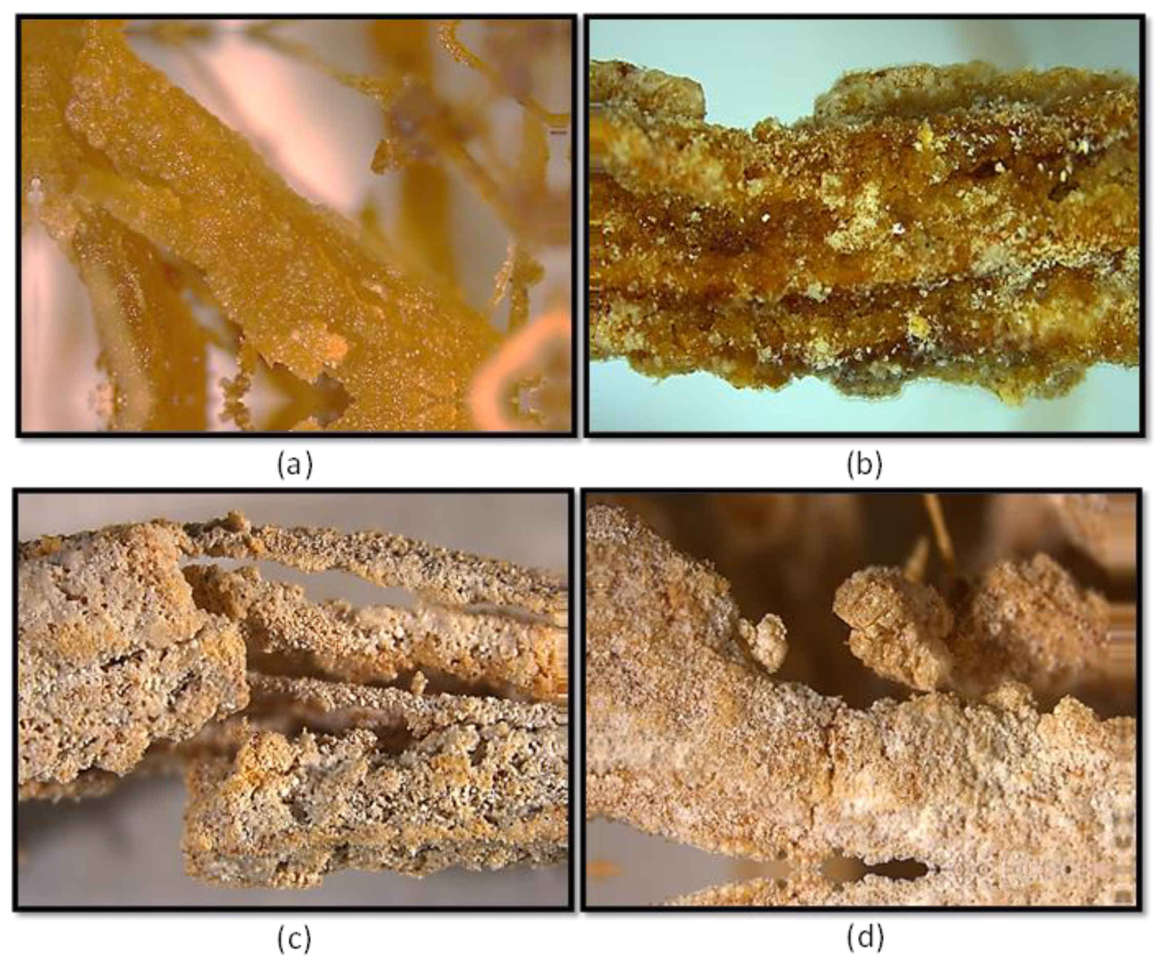 Preprints 148960 g003