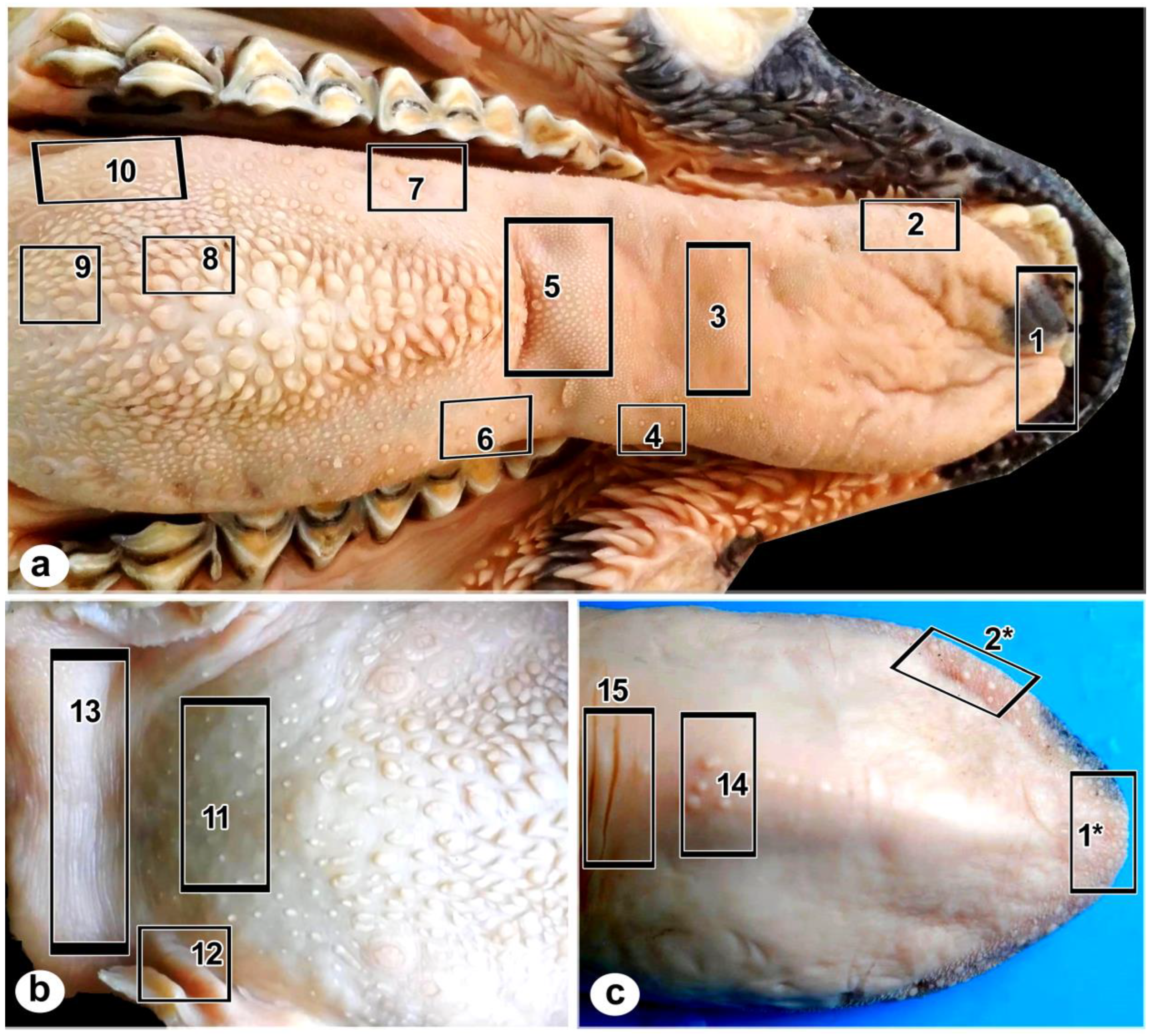 Preprints 76893 g001
