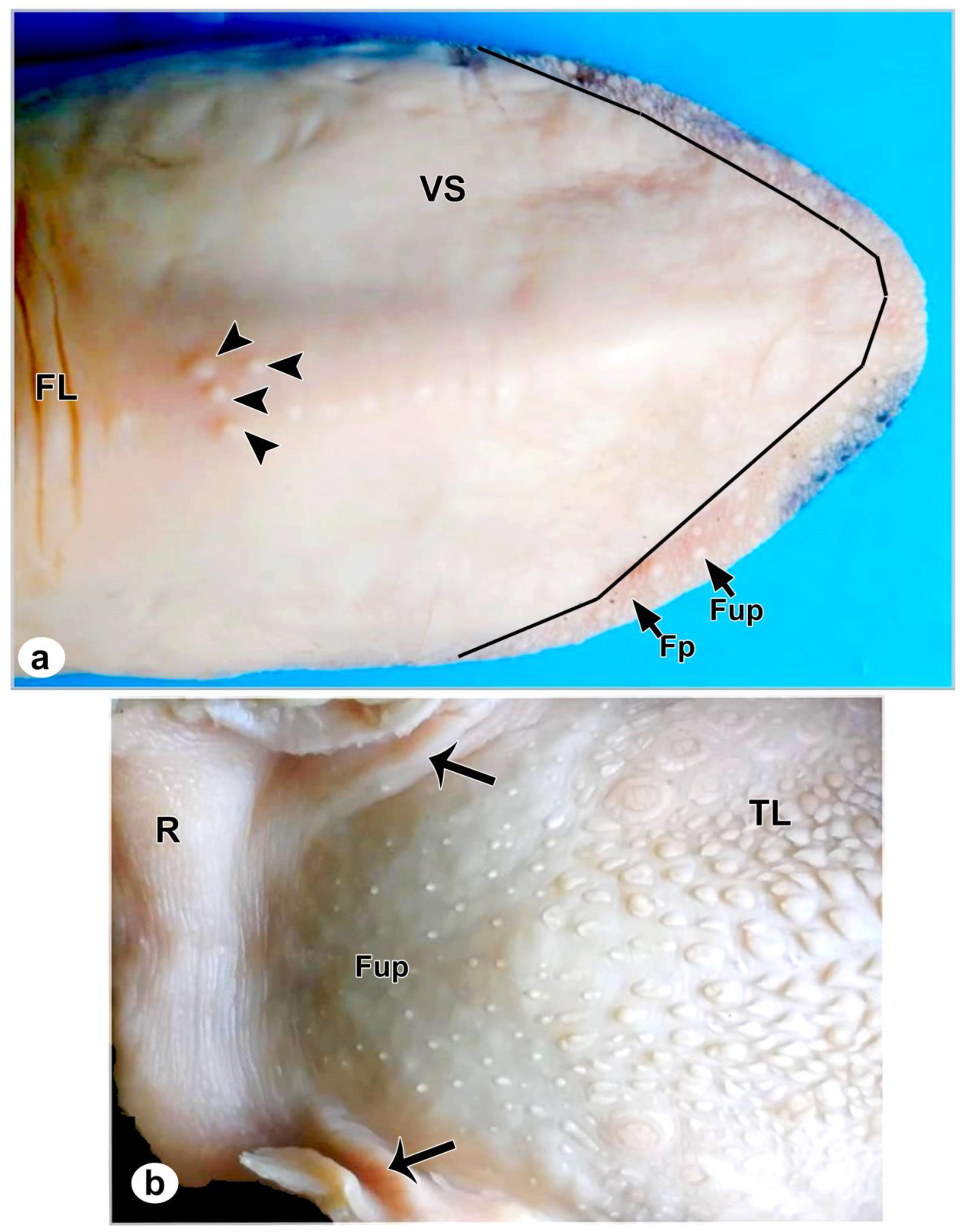 Preprints 76893 g003