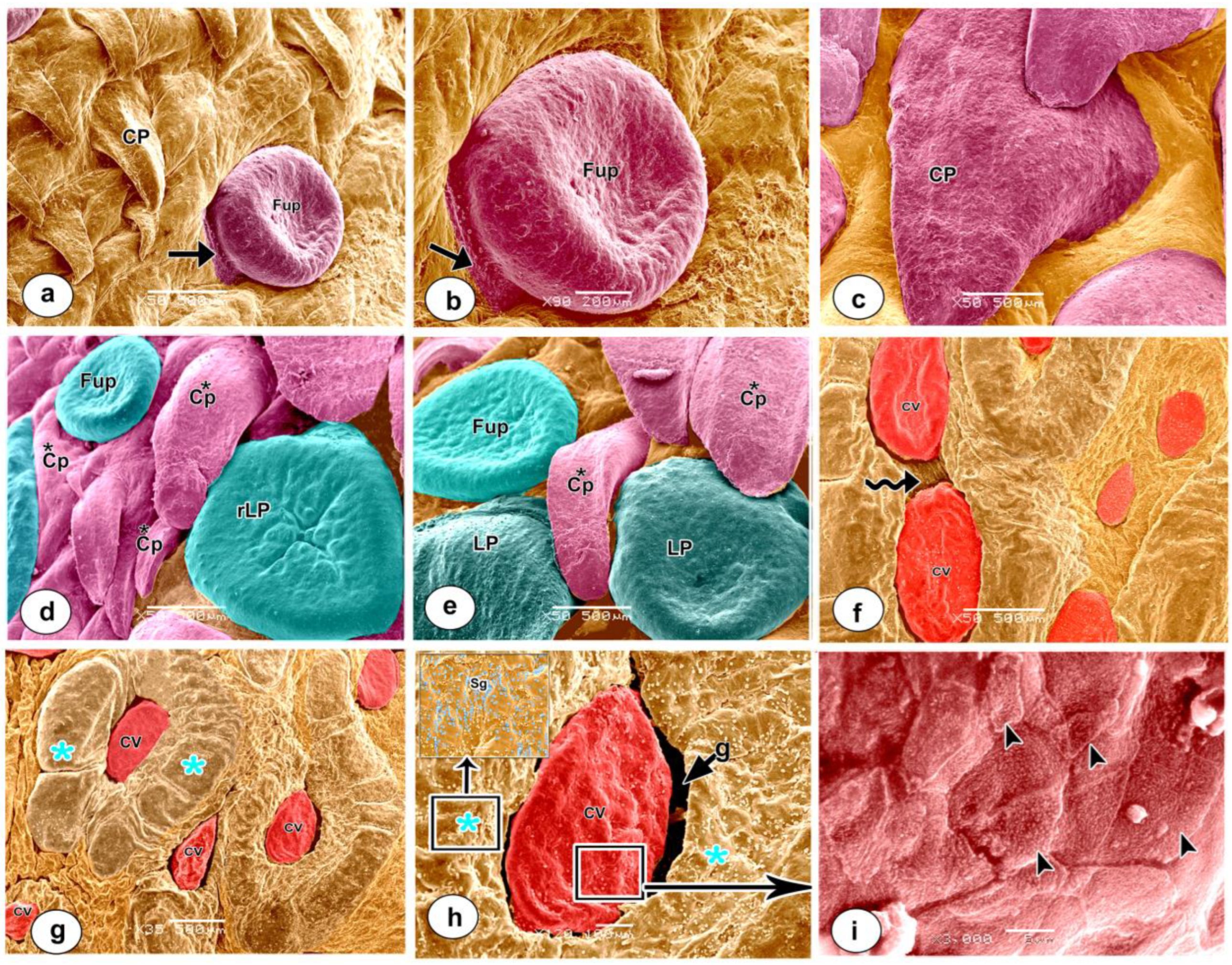 Preprints 76893 g009