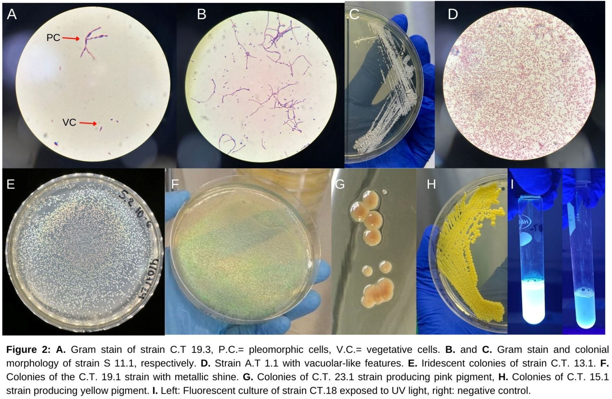 Preprints 145763 g002