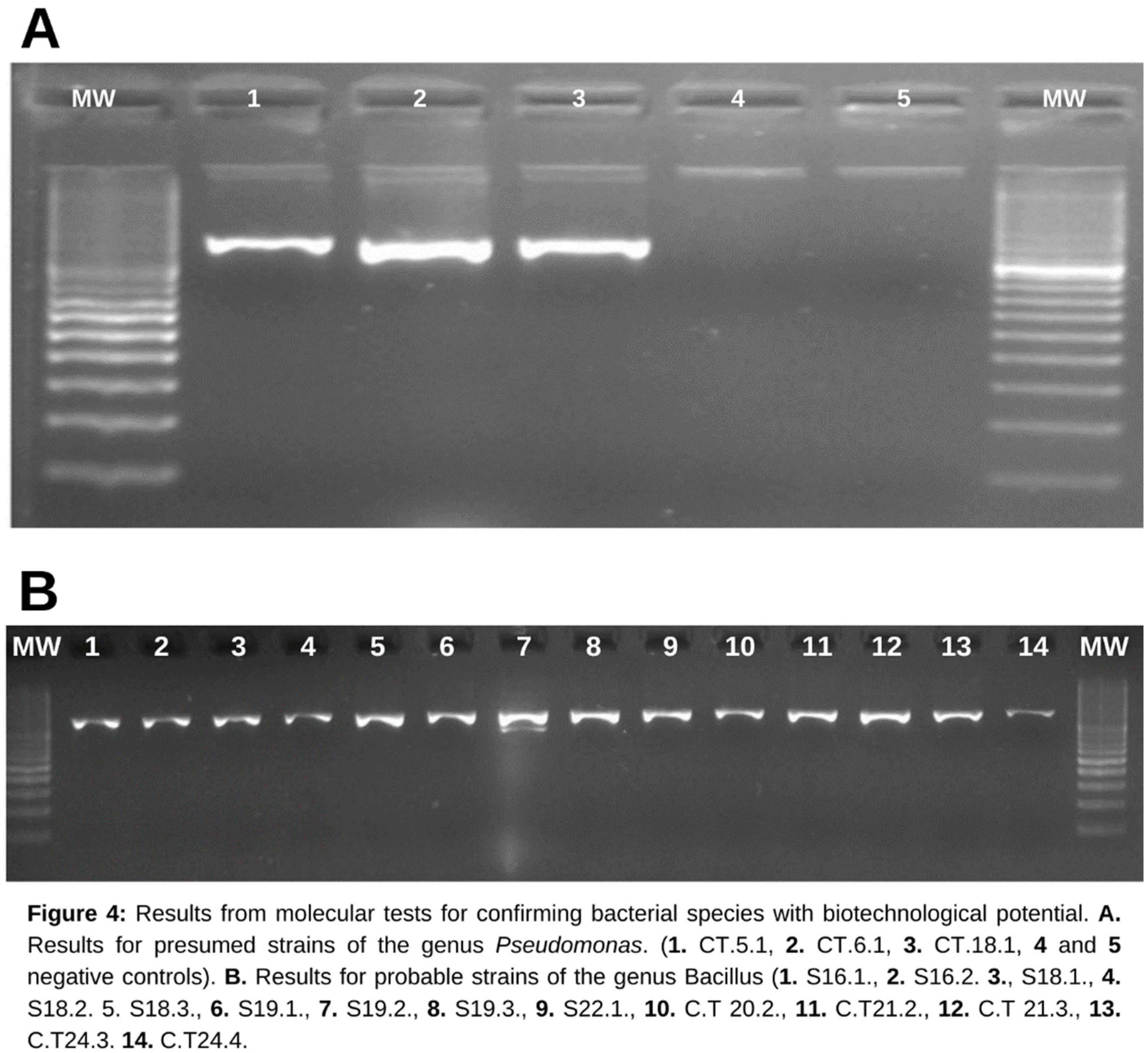 Preprints 145763 g004