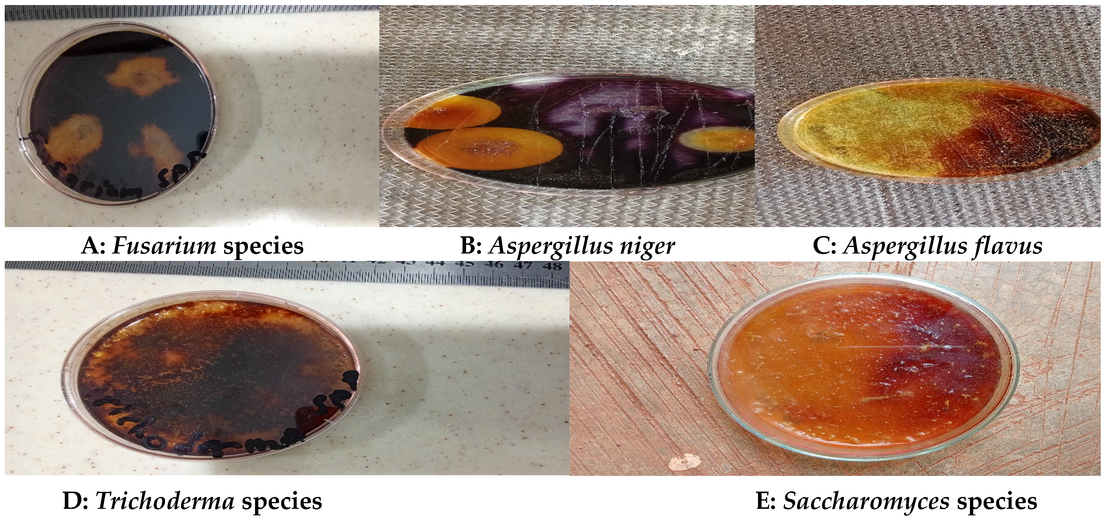 Preprints 141462 g001