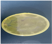 Preprints 141462 i001