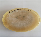 Preprints 141462 i003