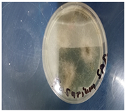 Preprints 141462 i004