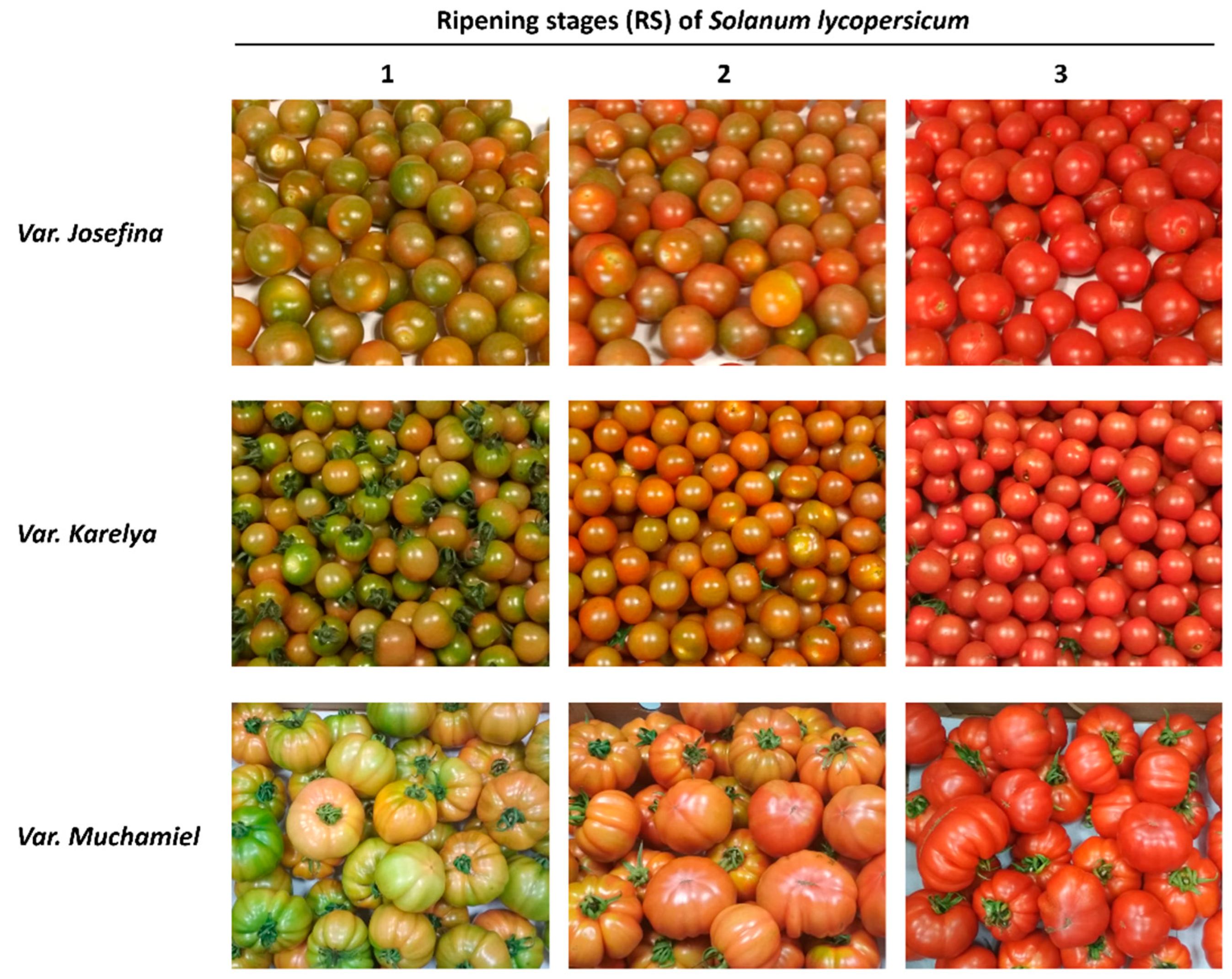 Preprints 110994 g001