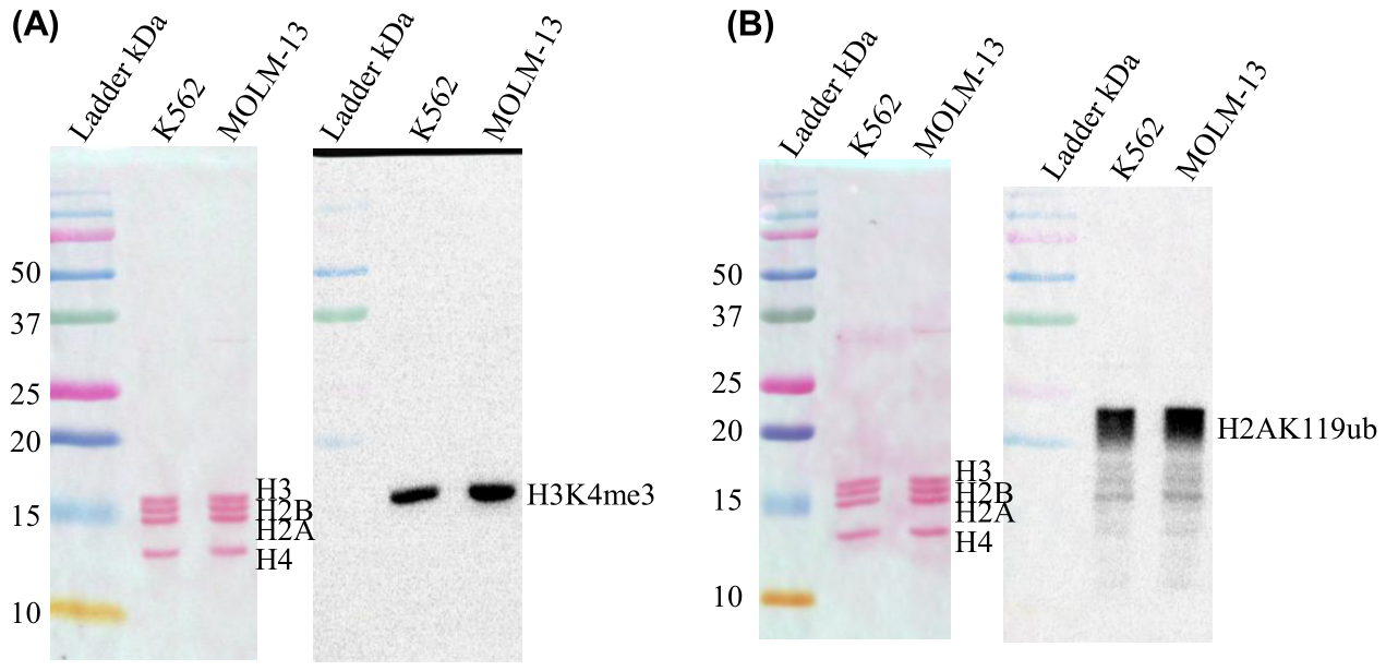 Preprints 218166 g001 Preprints 218166 g001