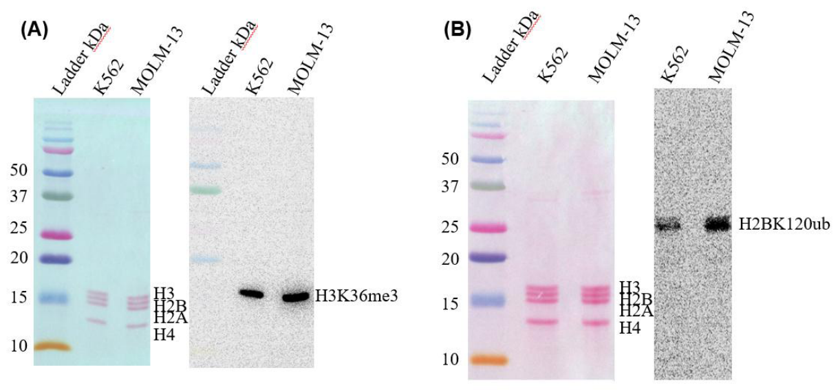Preprints 218166 g002 Preprints 218166 g002