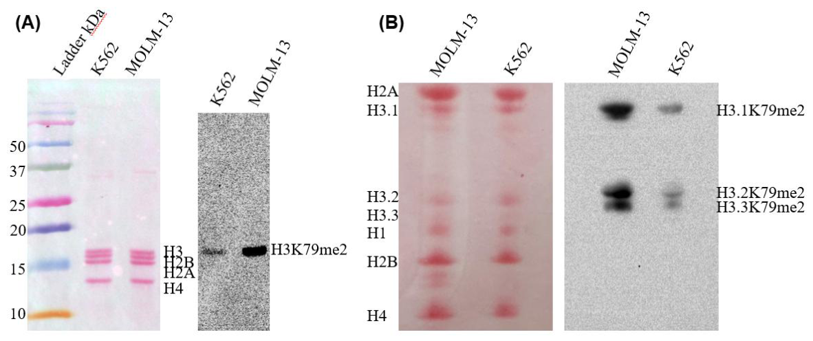 Preprints 218166 g003 Preprints 218166 g003